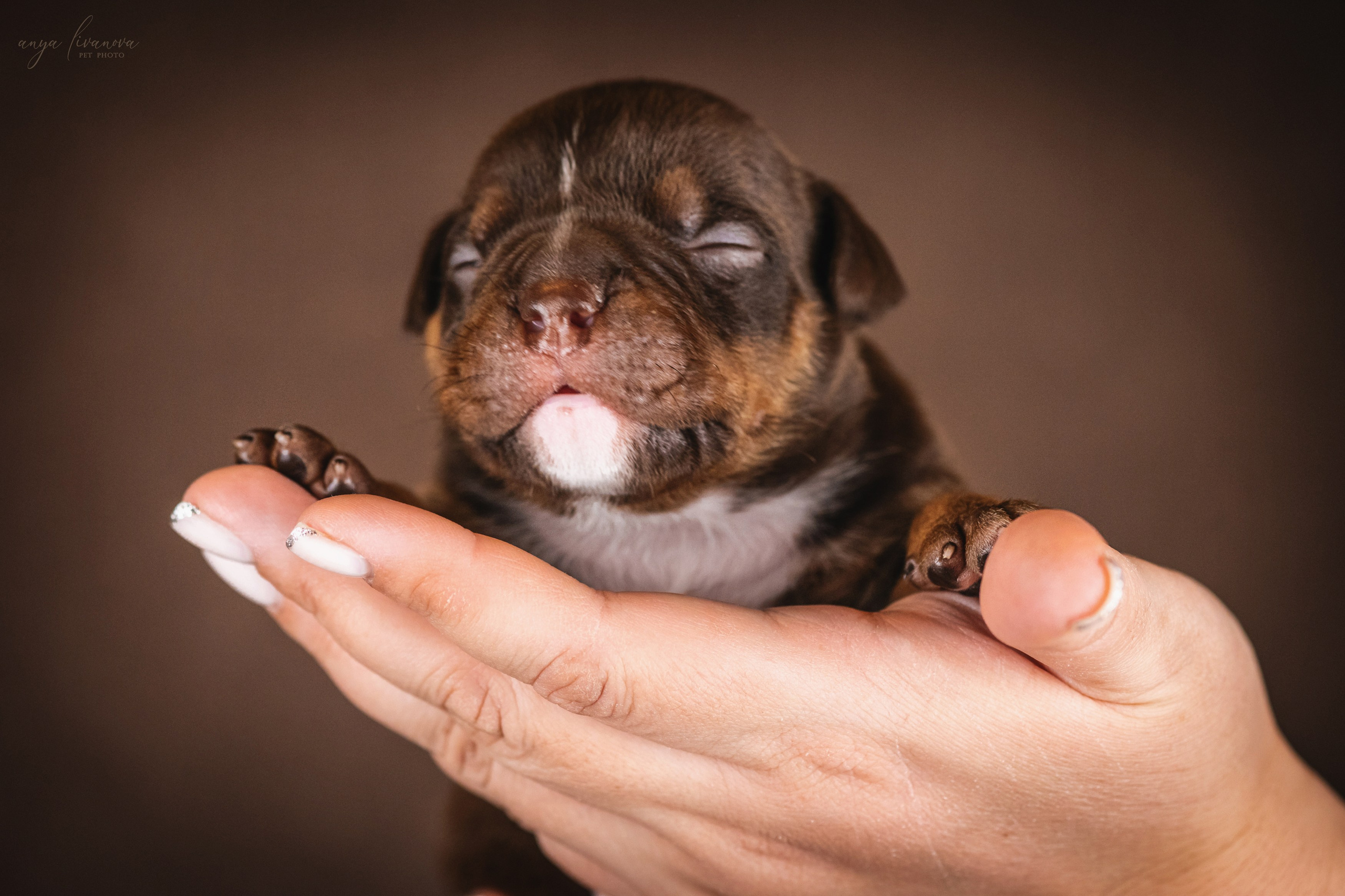 Амбулли. Фотограф анималист Аня Ливанова | Рыбинск