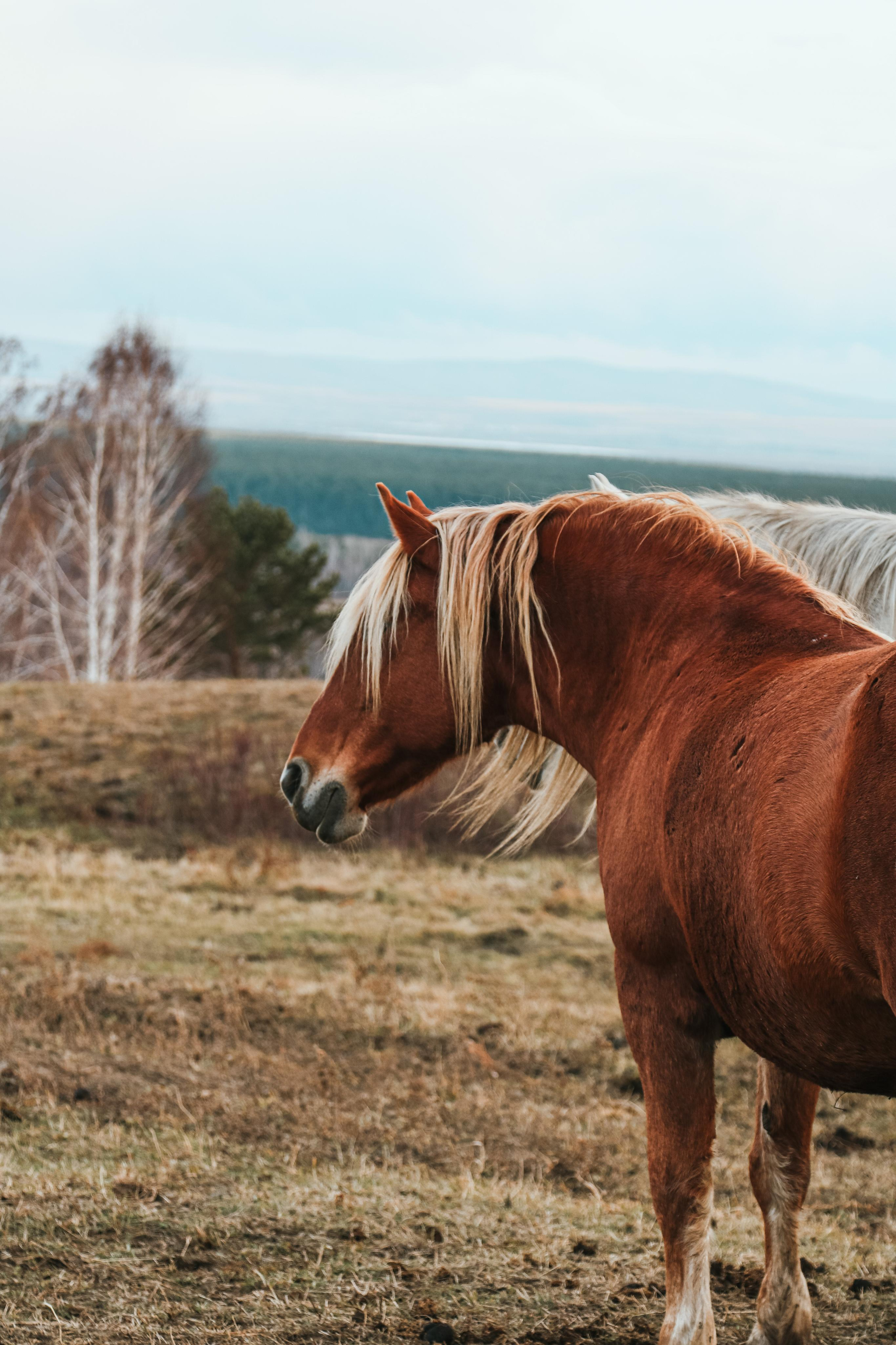 Animals. Danna Dark. Фотограф | Красноярск