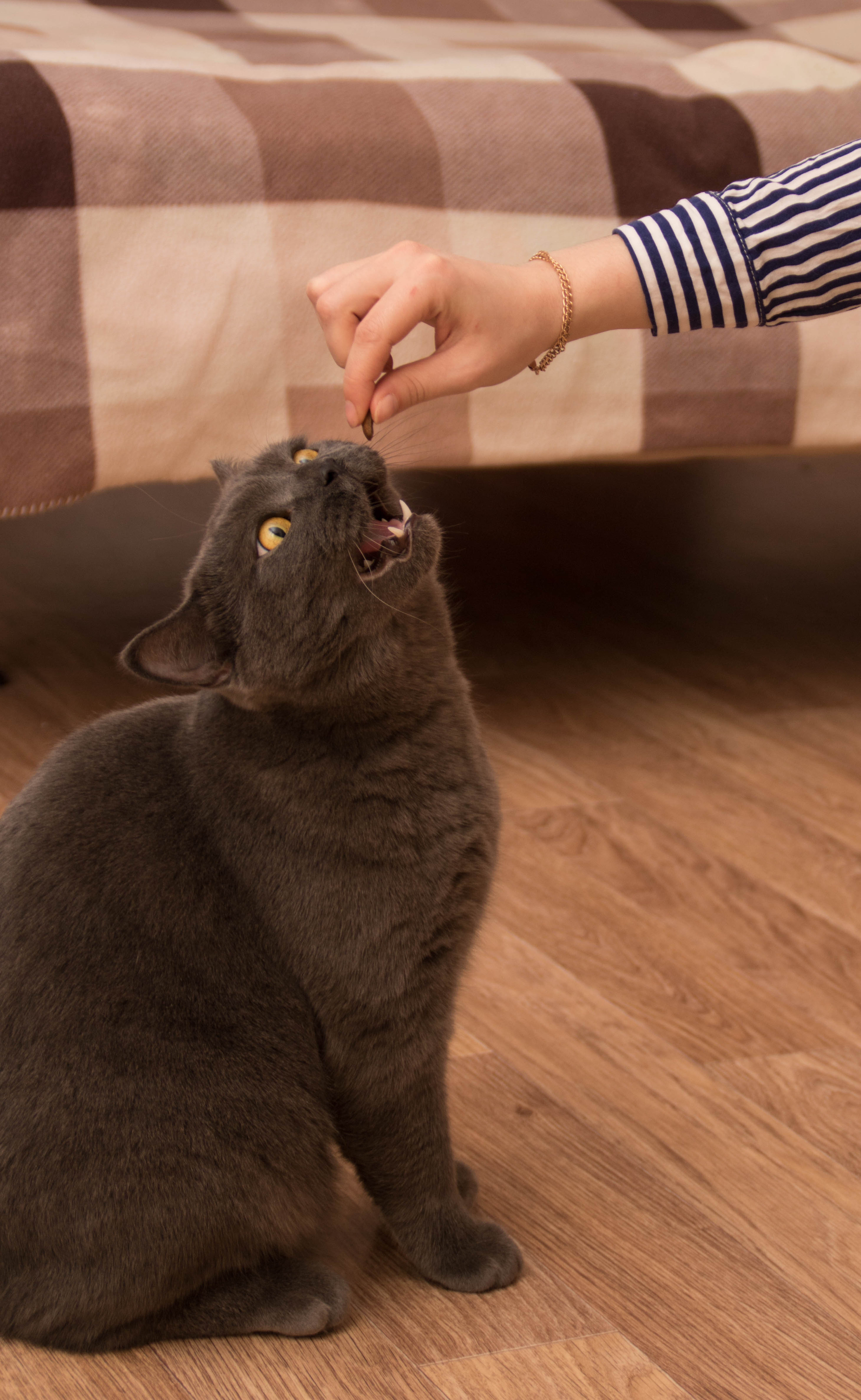 Animals. Danna Dark. Фотограф | Красноярск