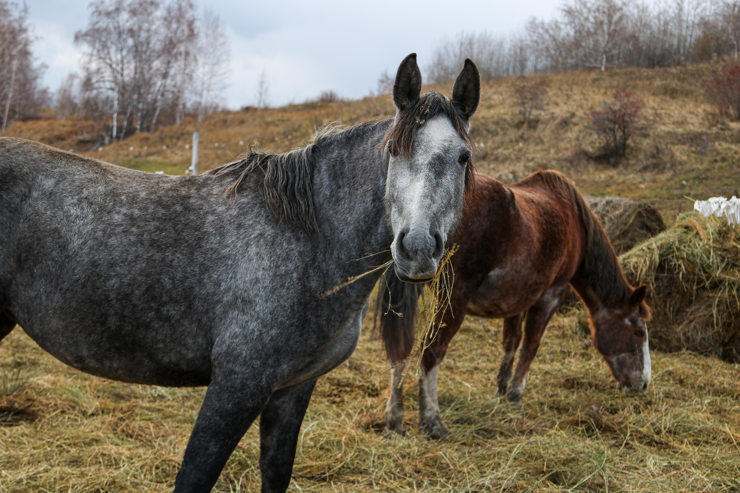 Animals. Danna Dark. Фотограф | Красноярск