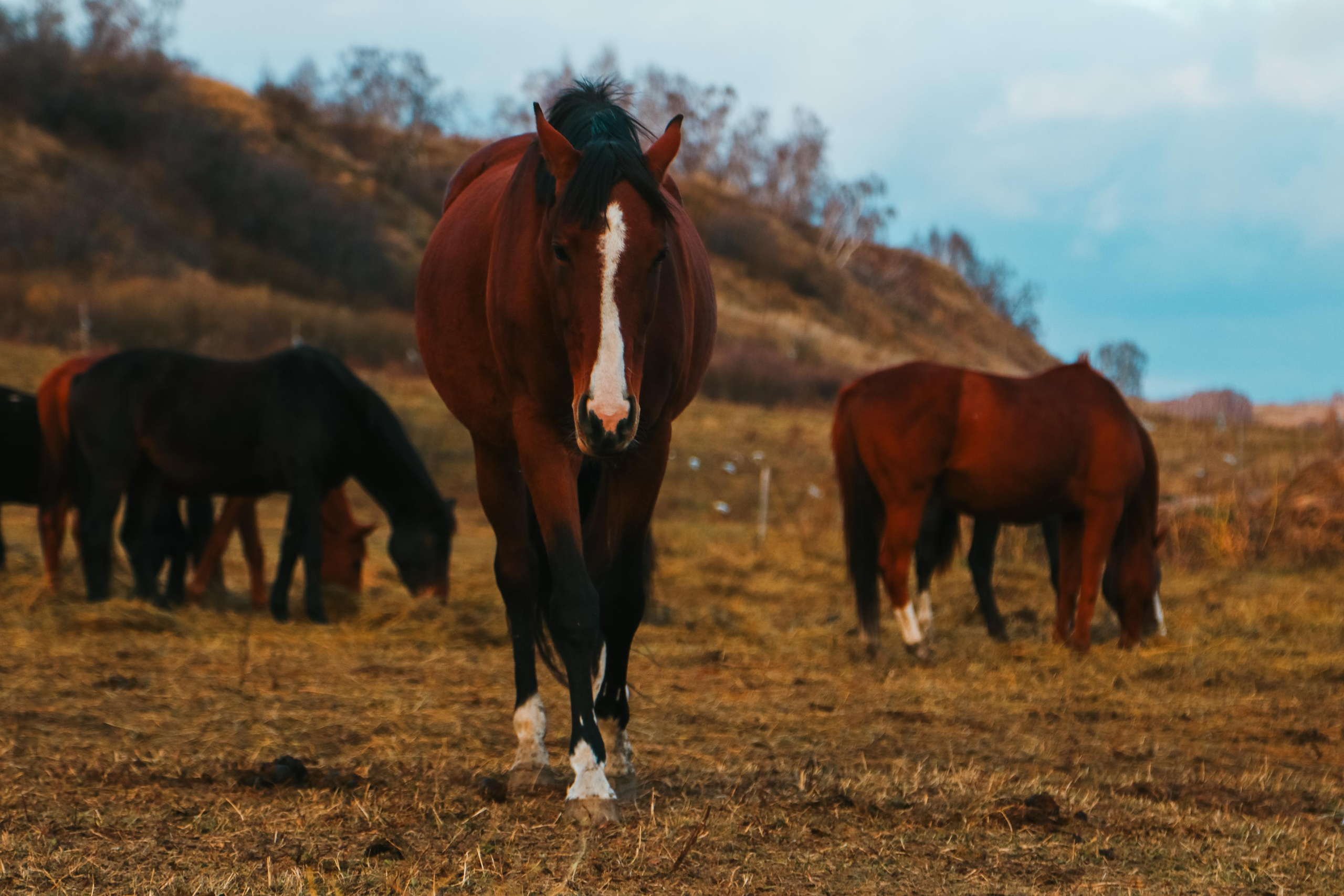 Animals. Danna Dark. Фотограф | Красноярск