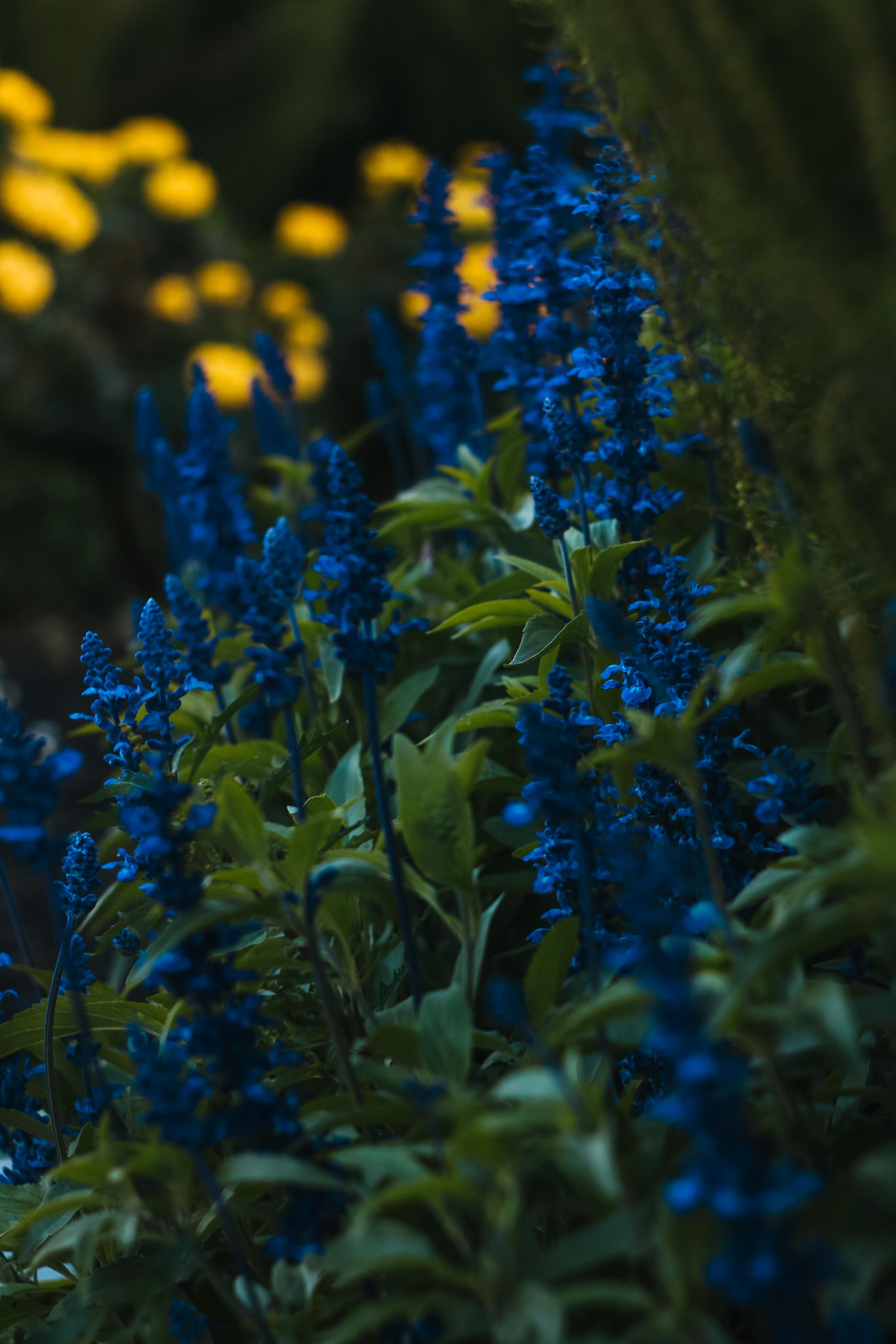 Фото для интерьера. Danna Dark. Фотограф | Красноярск