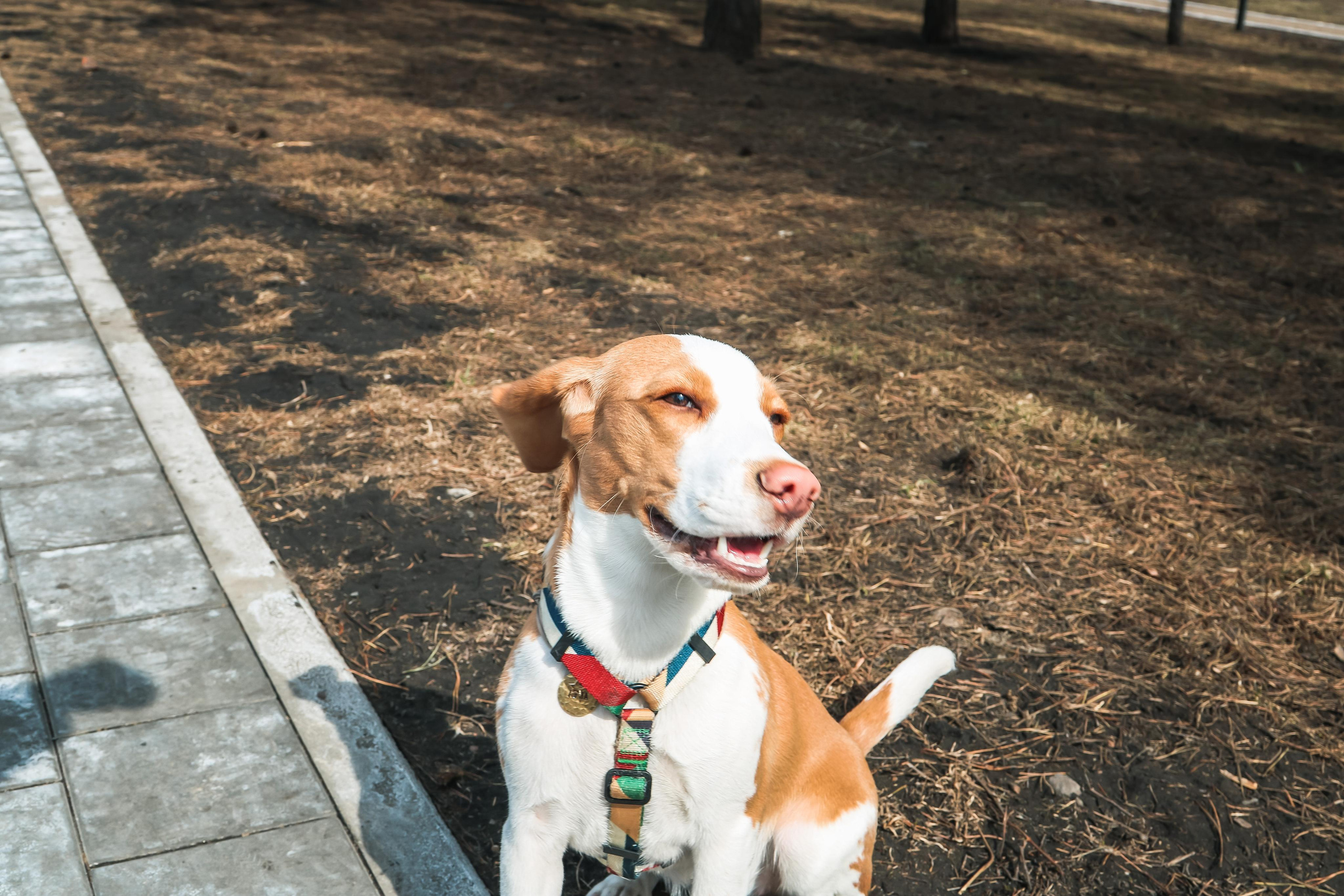 Animals. Danna Dark. Фотограф | Красноярск