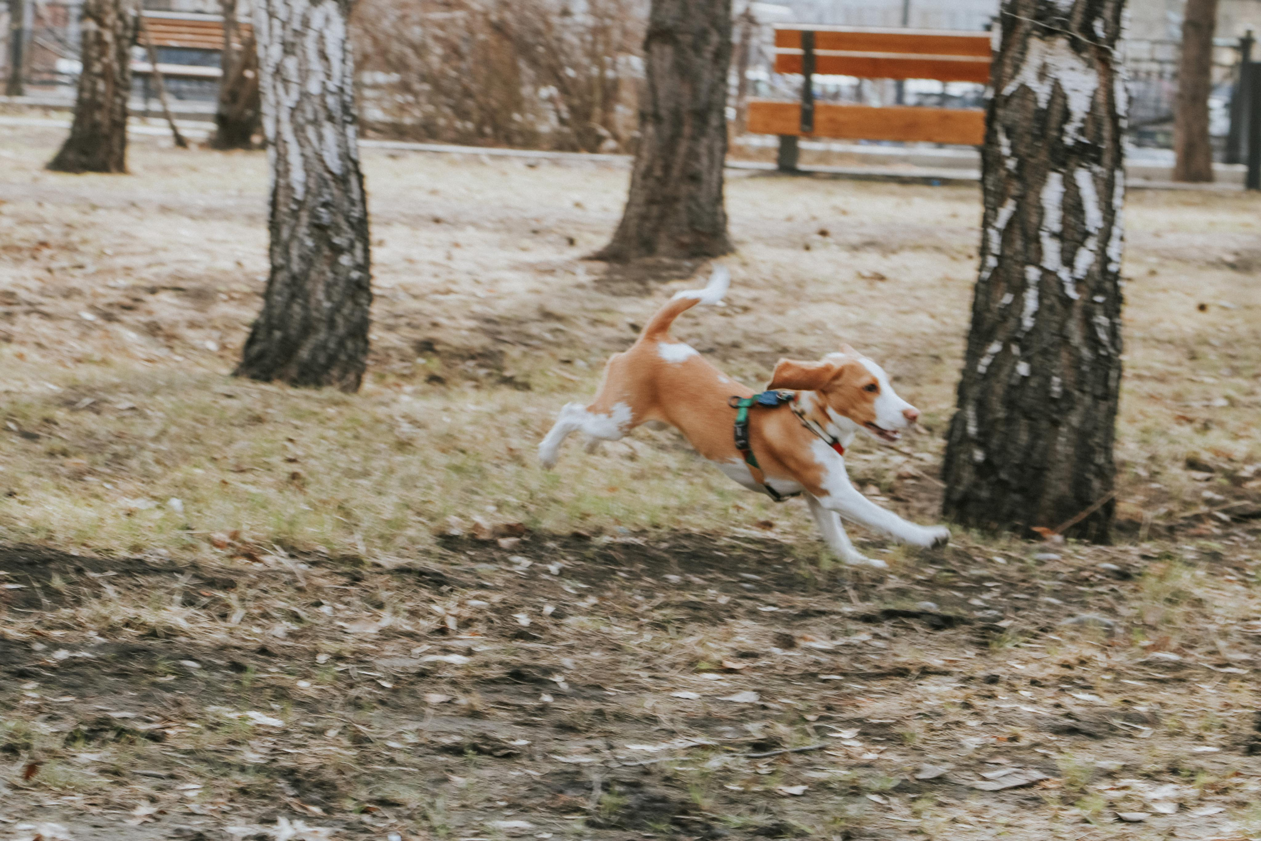 Animals. Danna Dark. Фотограф | Красноярск