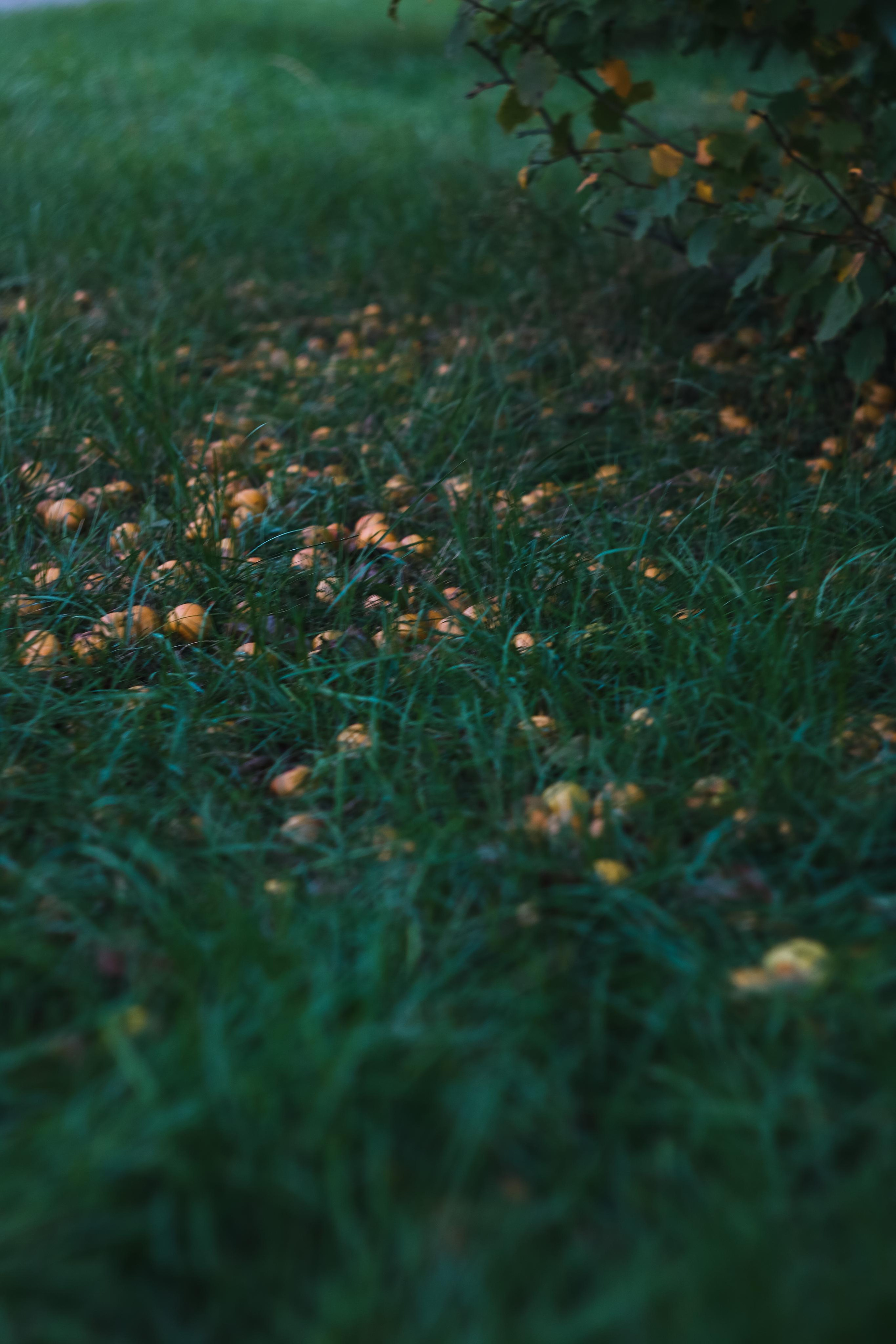 Фото для интерьера. Danna Dark. Фотограф | Красноярск