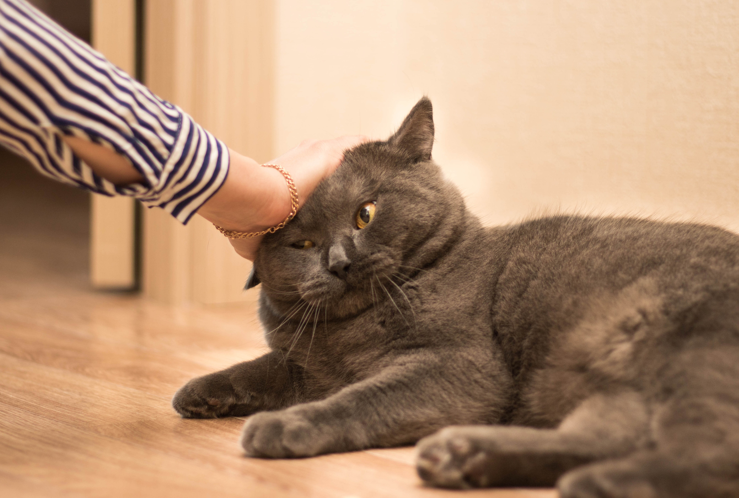 Animals. Danna Dark. Фотограф | Красноярск