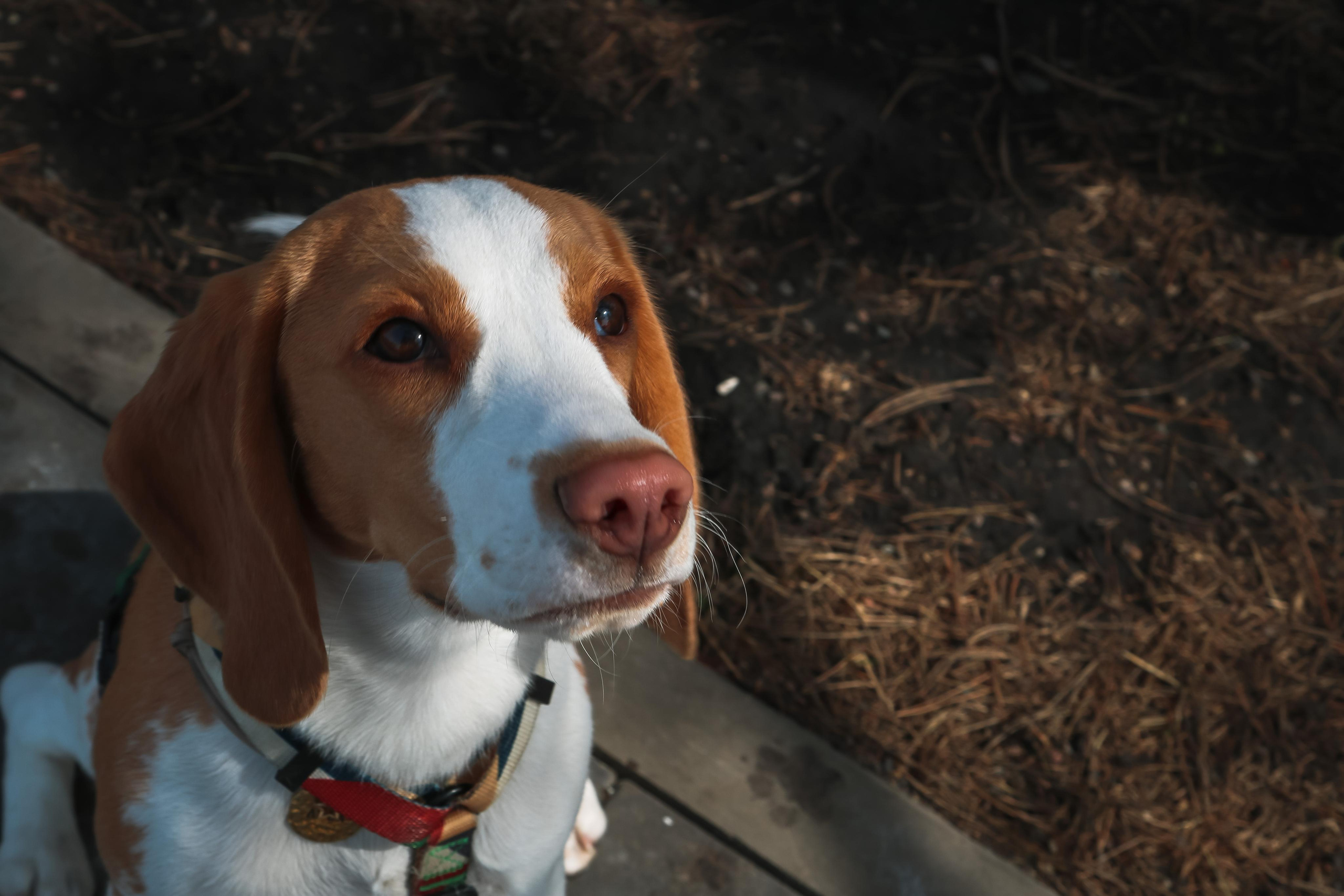 Animals. Danna Dark. Фотограф | Красноярск