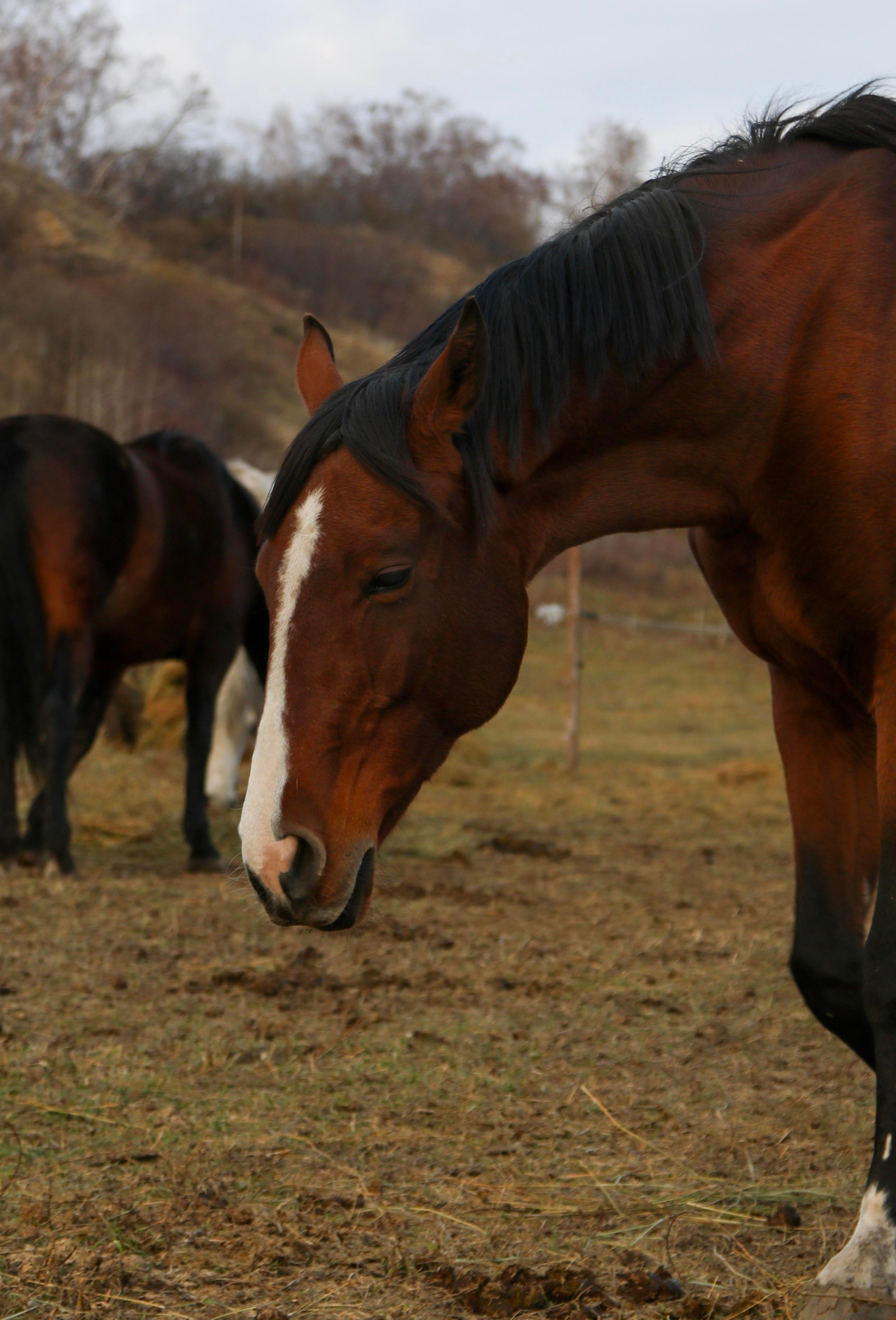 Animals. Danna Dark. Фотограф | Красноярск