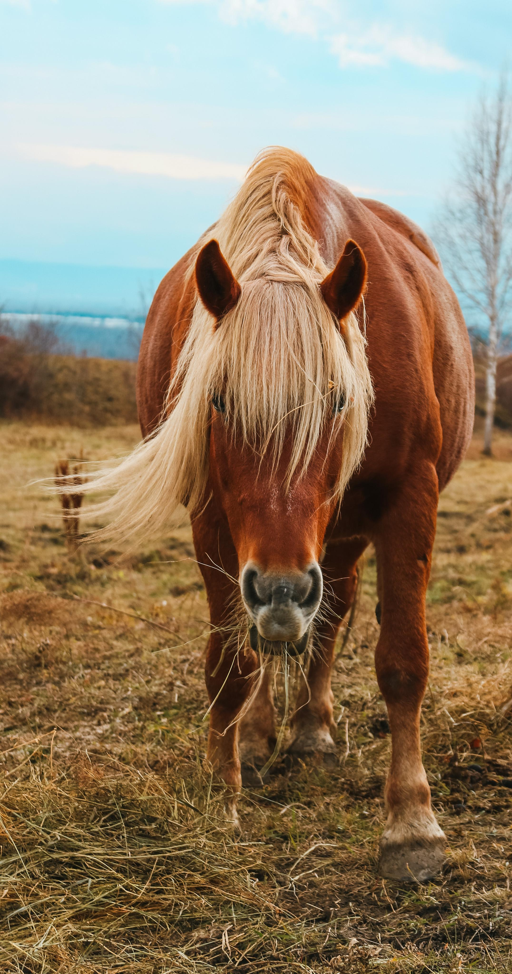 Animals. Danna Dark. Фотограф | Красноярск