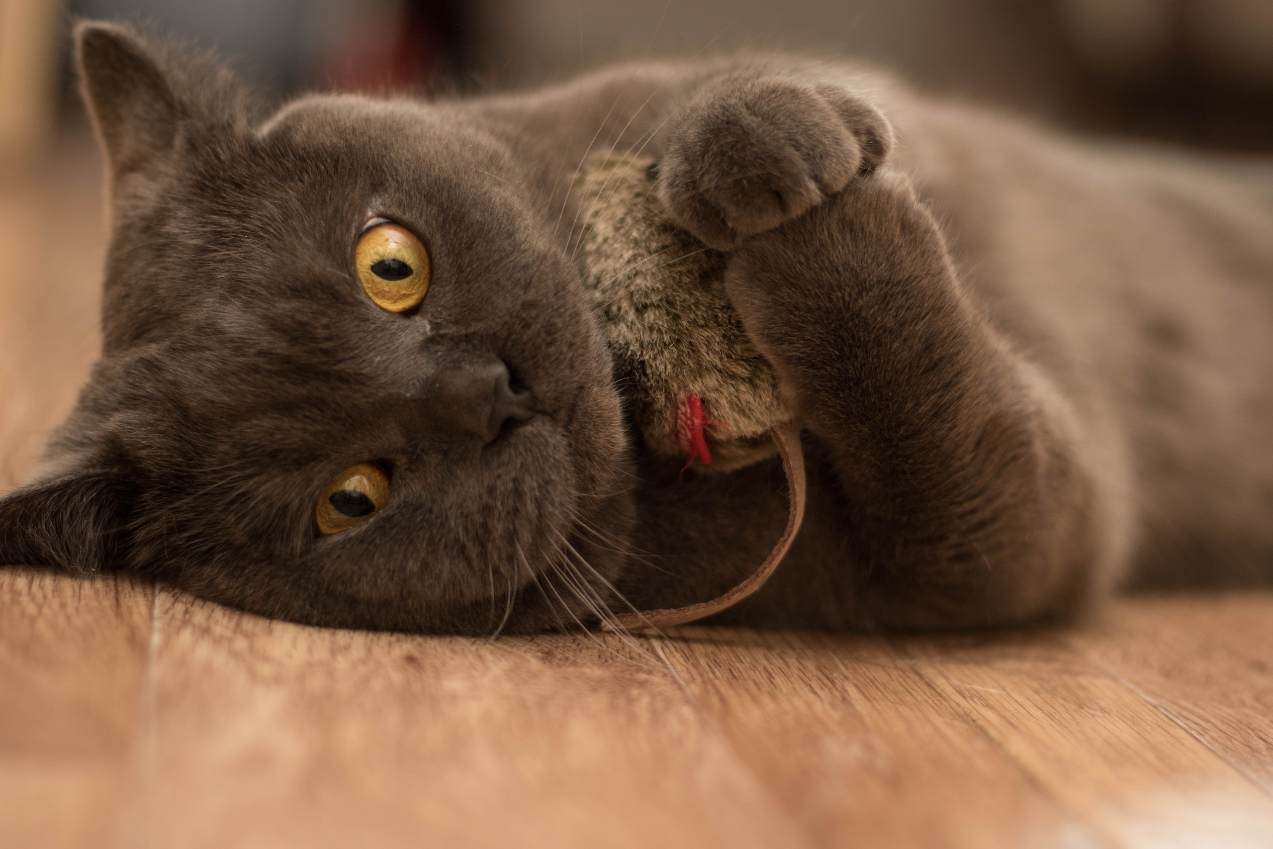 Animals. Danna Dark. Фотограф | Красноярск