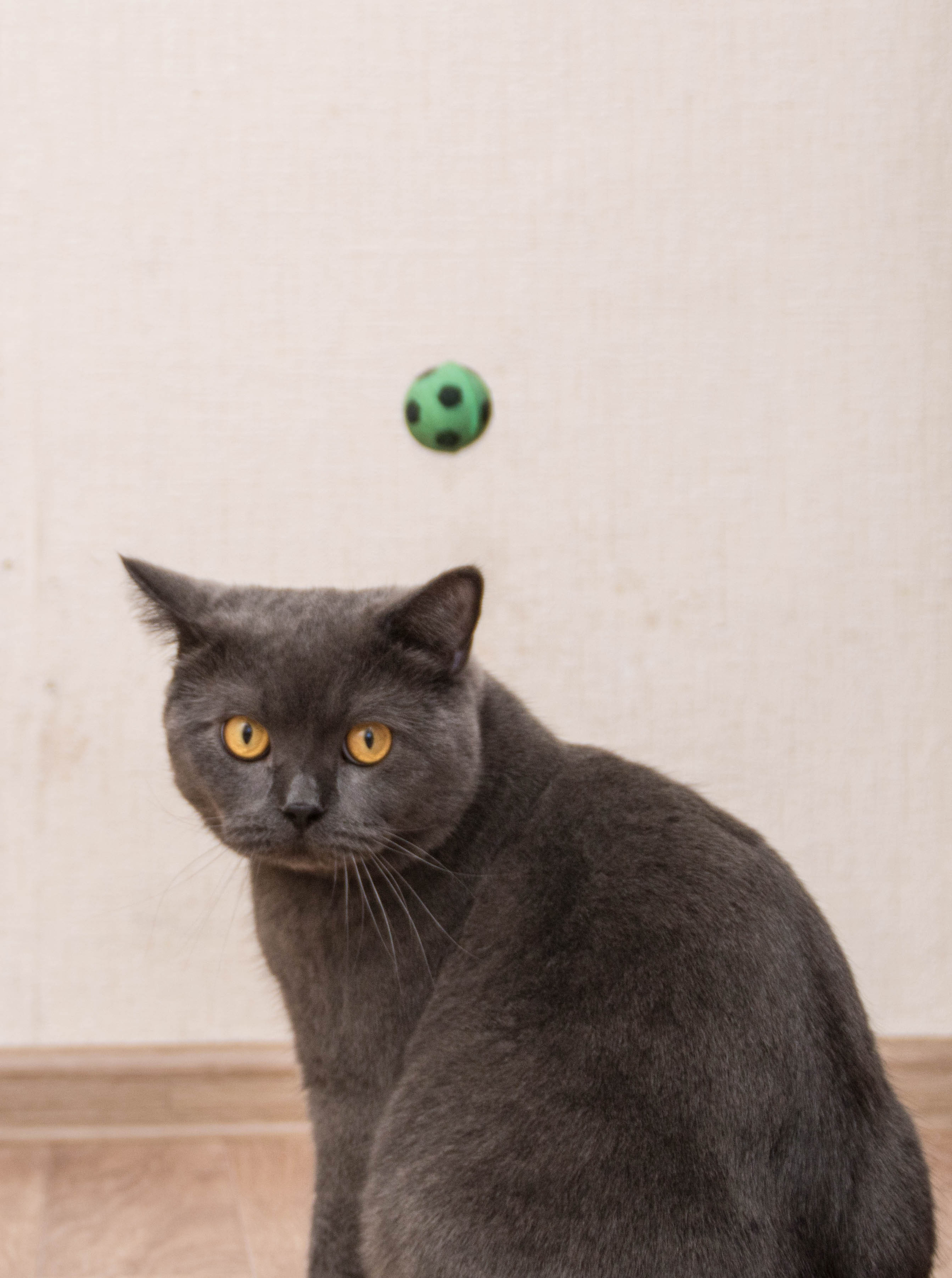 Animals. Danna Dark. Фотограф | Красноярск