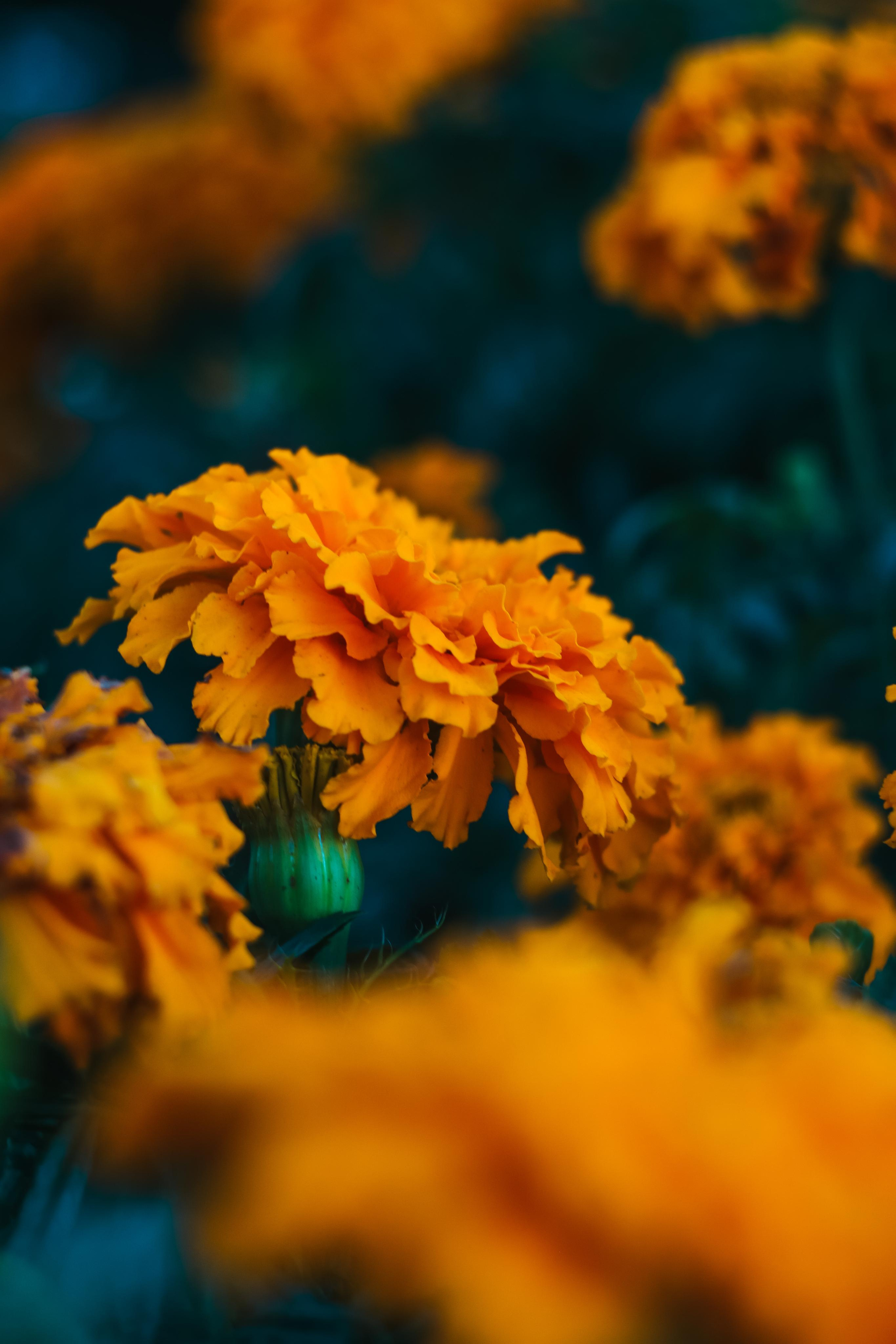 Фото для интерьера. Danna Dark. Фотограф | Красноярск