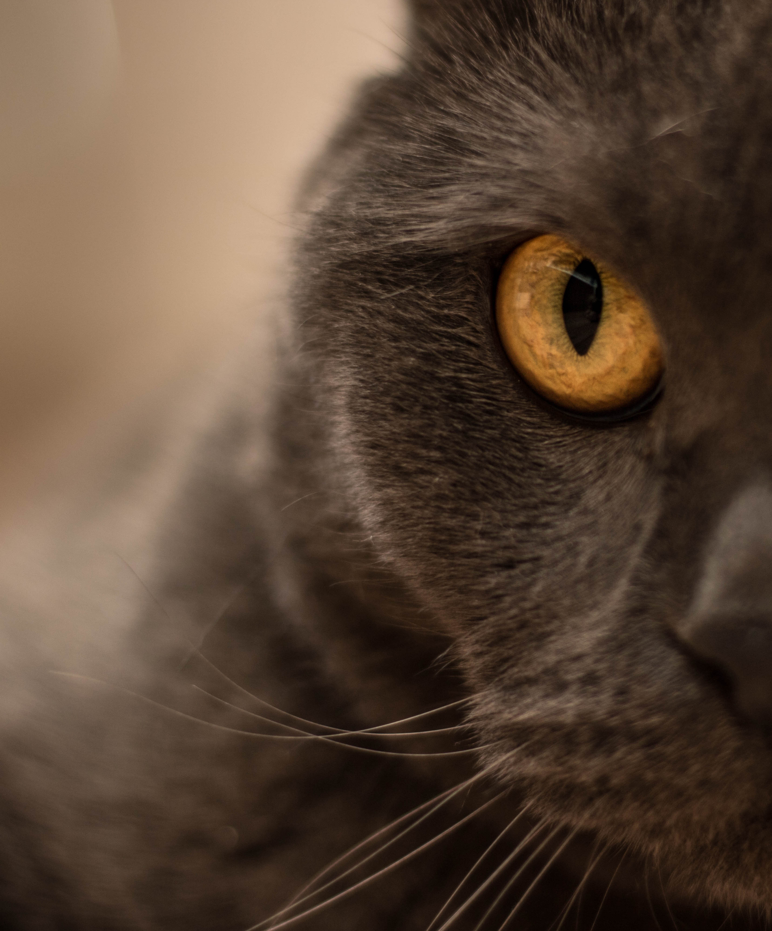 Animals. Danna Dark. Фотограф | Красноярск