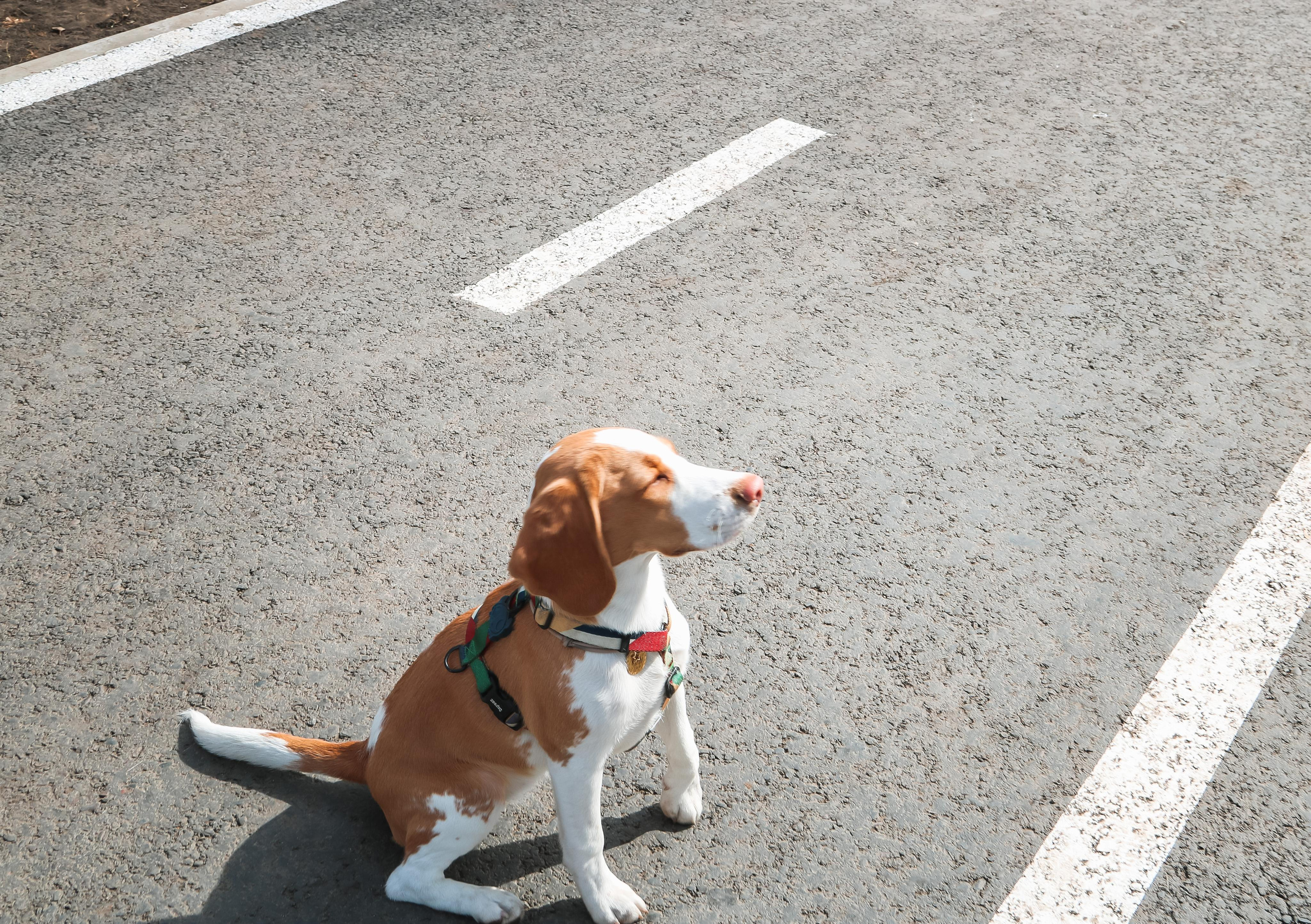 Animals. Danna Dark. Фотограф | Красноярск