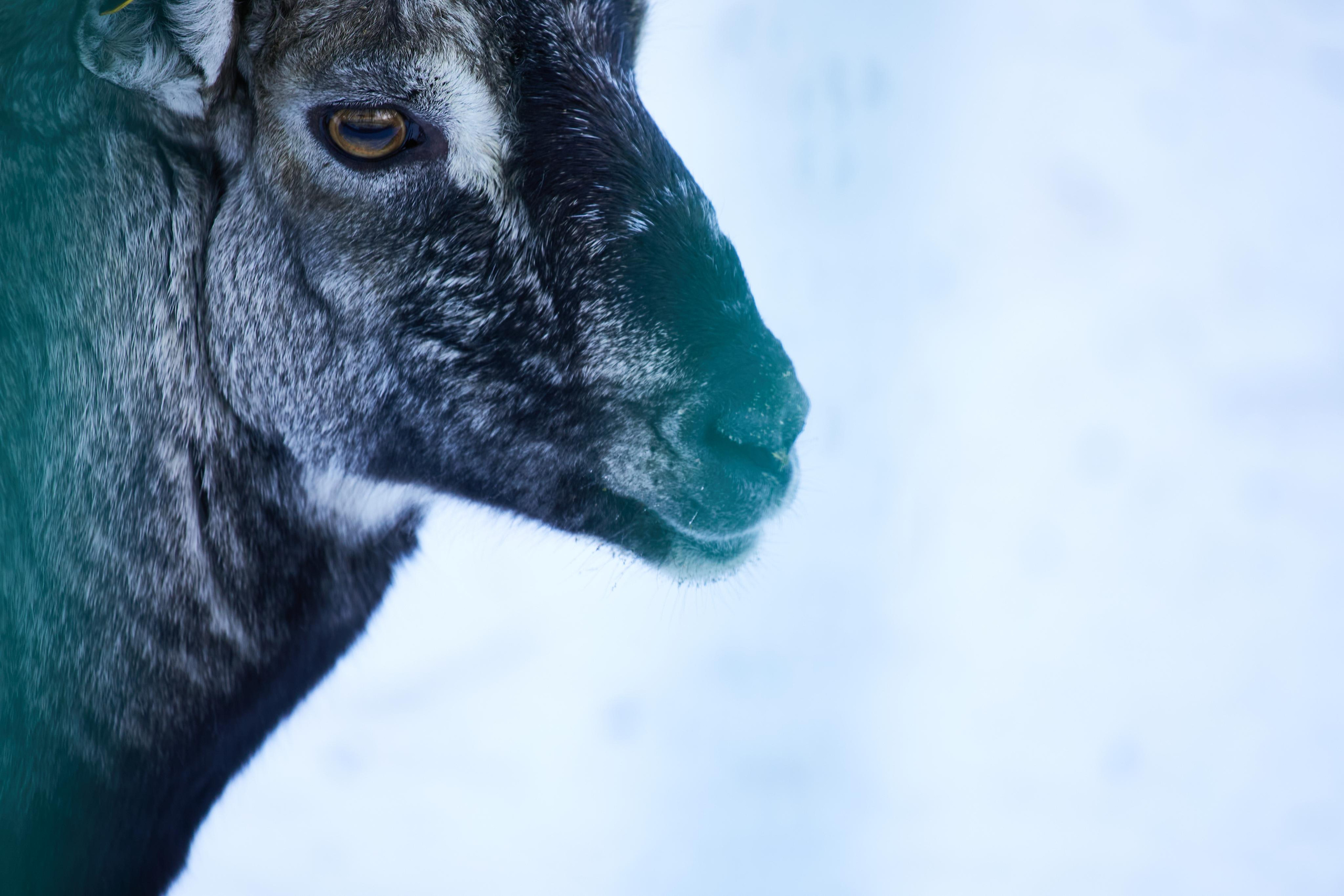 Danna Dark. Фотограф | Красноярск