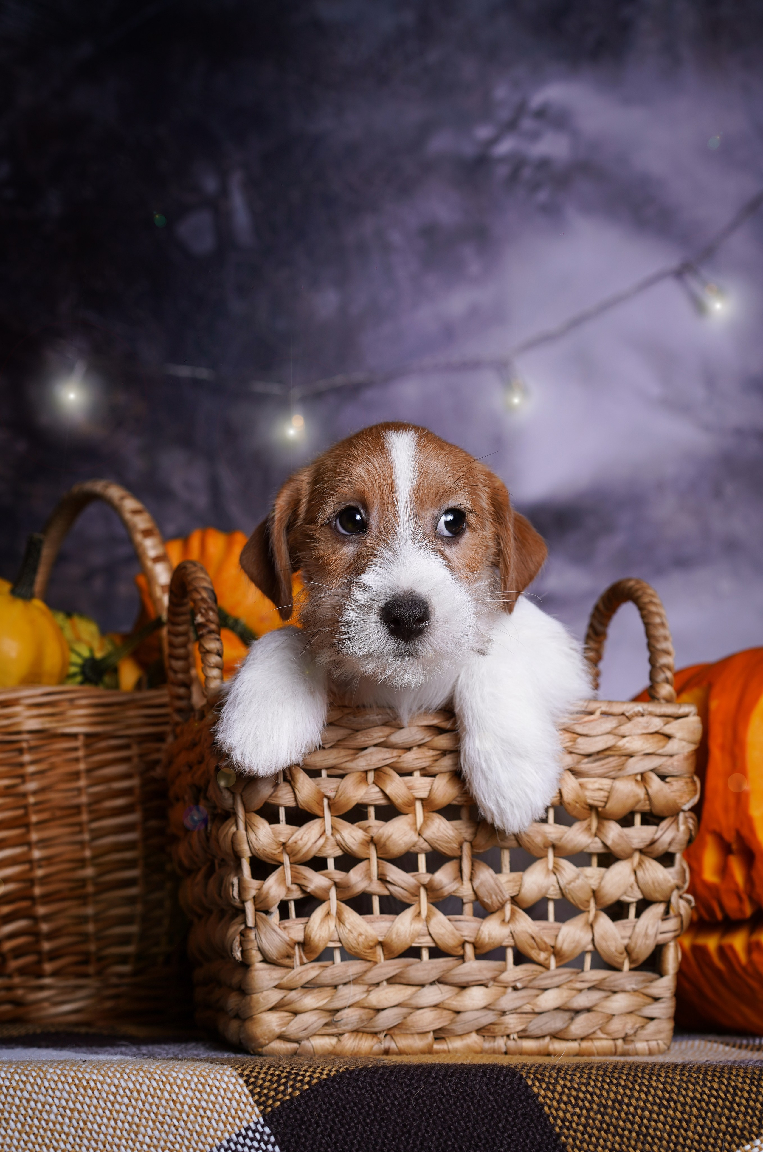 Щенки джек-рассел терьера. Фотограф-анималист в Санкт-Петербурге Яна Мартынова