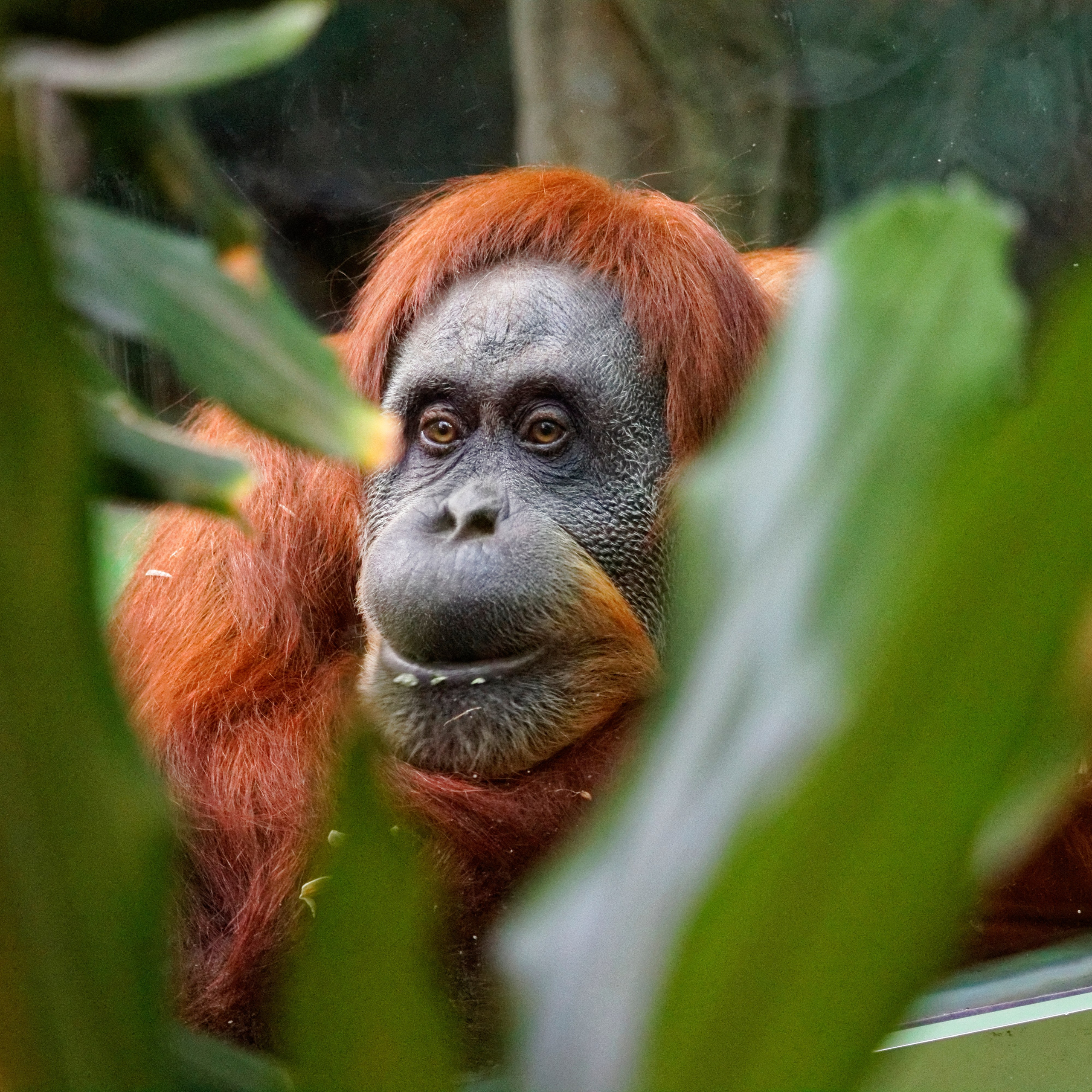 МОСКОВСКИЙ ЗООПАРК. Фотограф Владимир Роля