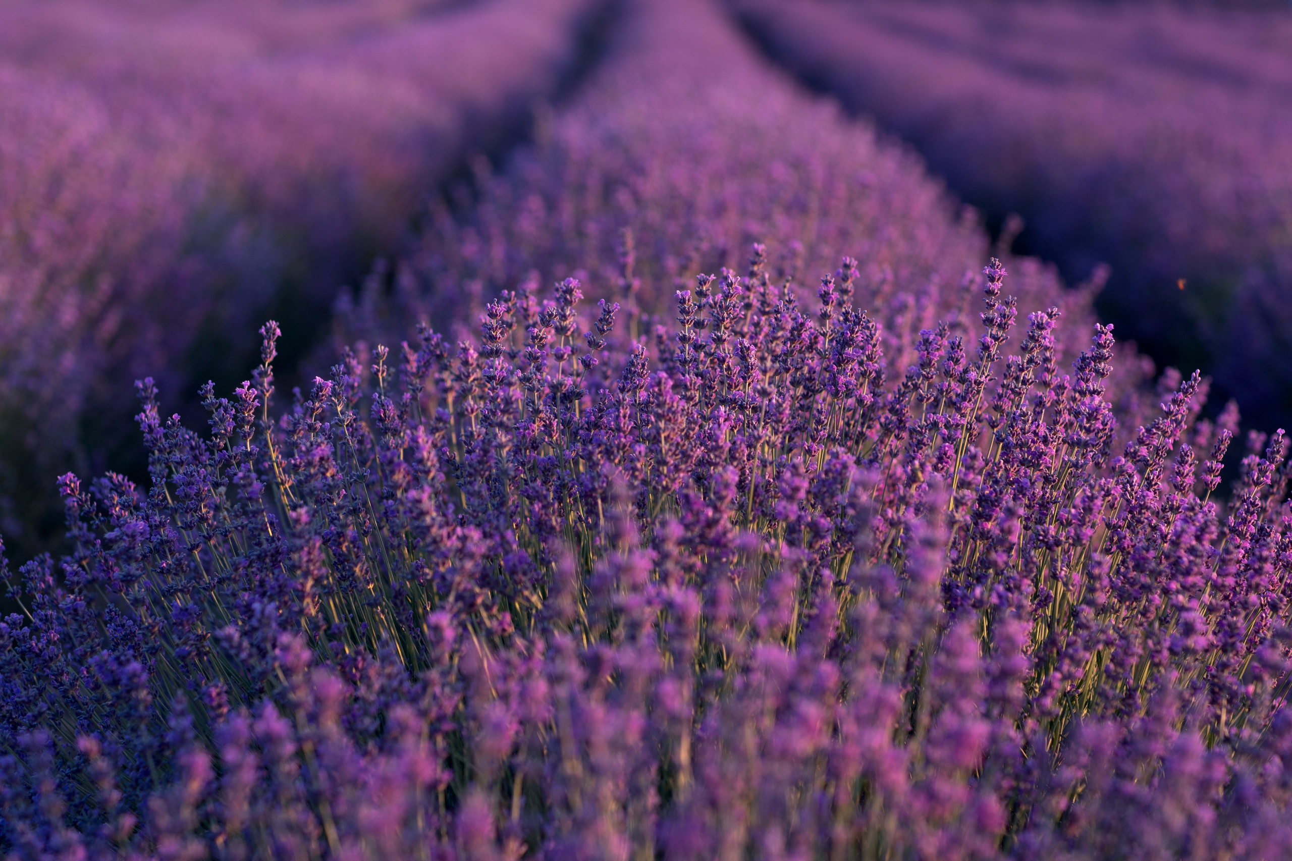 Портфолио. Фотограф Севастополь/Крым Светлана Евтушенко