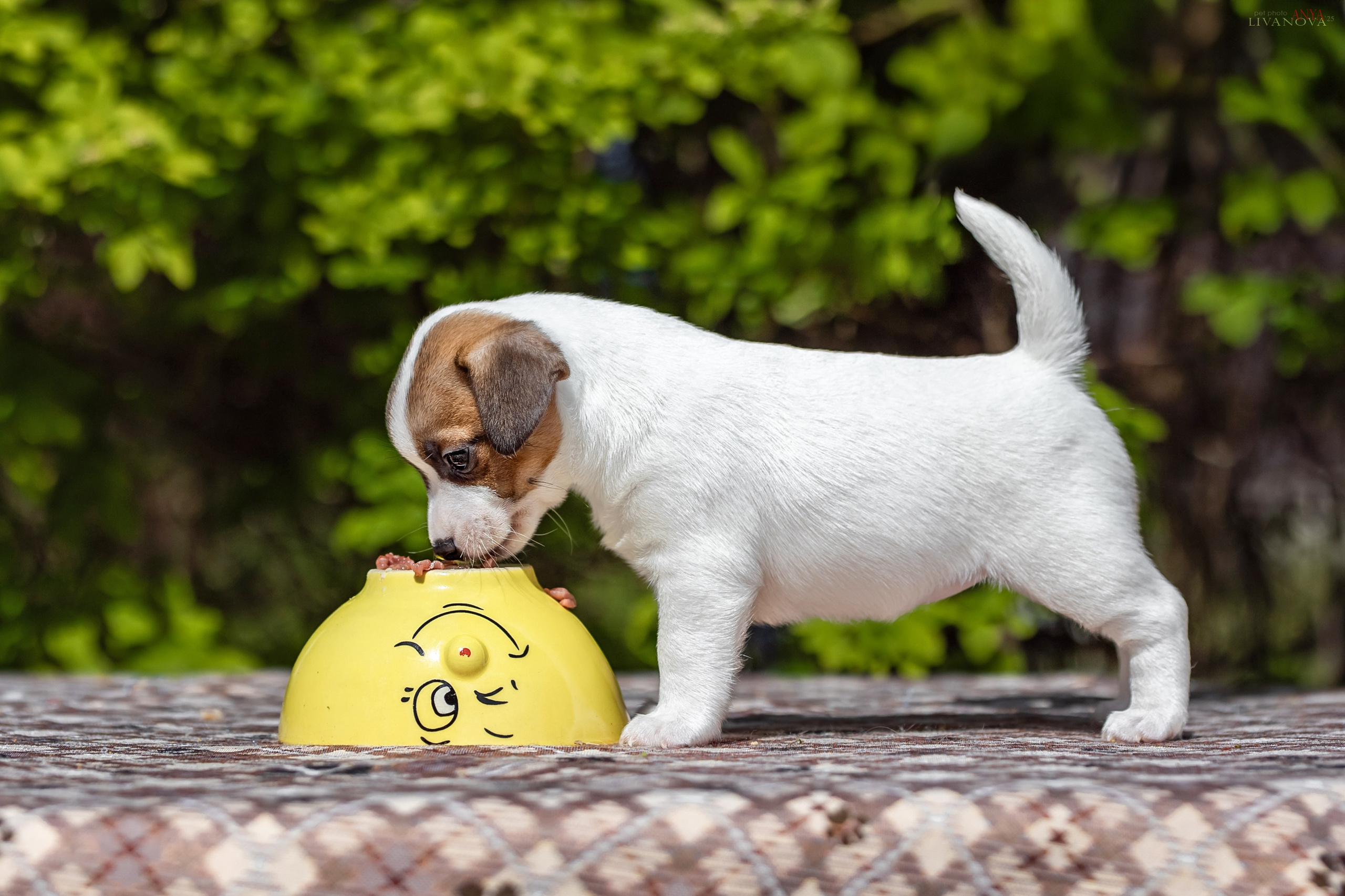ДРТ. Фотограф анималист Аня Ливанова | Рыбинск