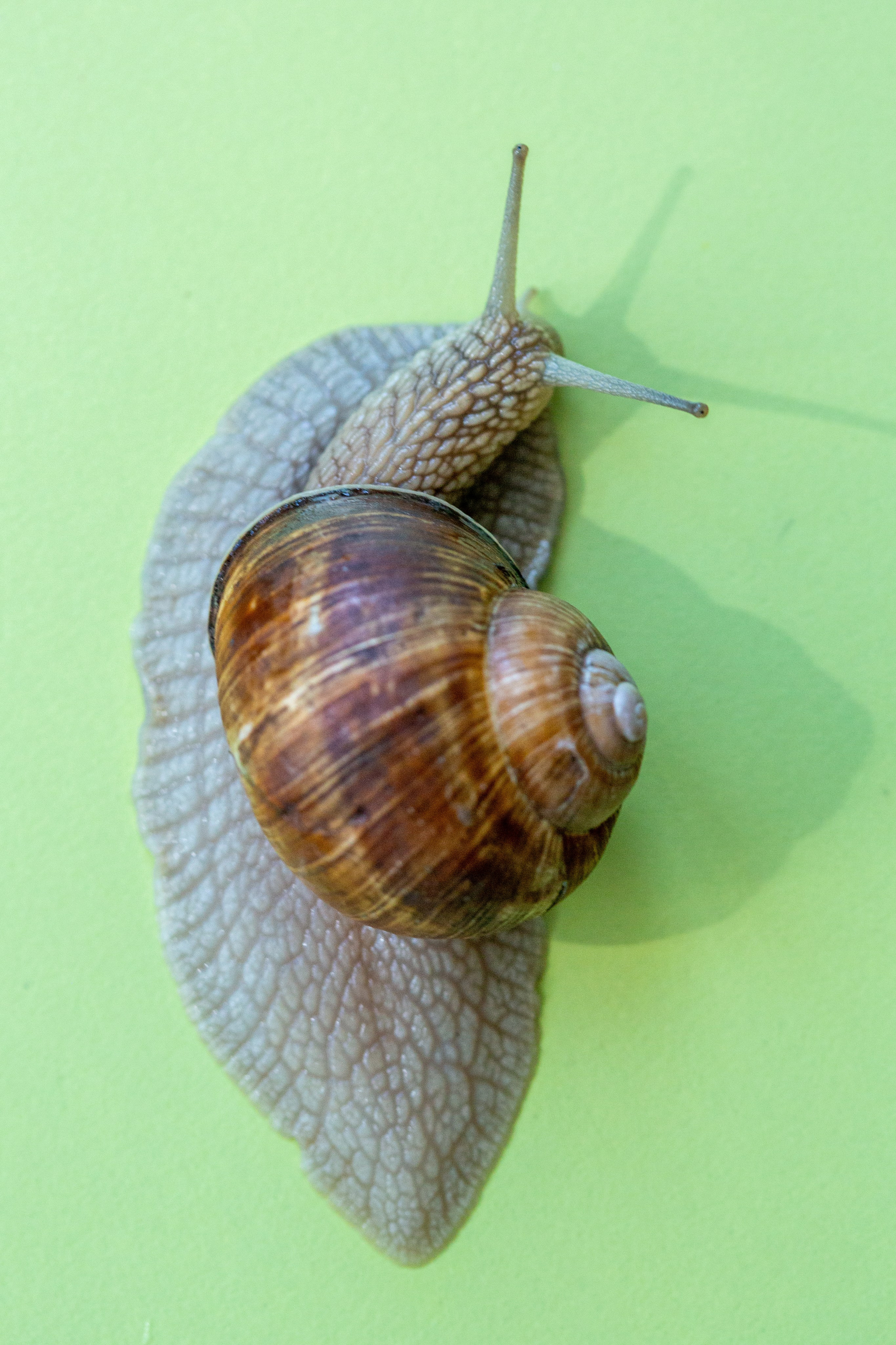 Фото Животных. Студия Максима Белослюдцева