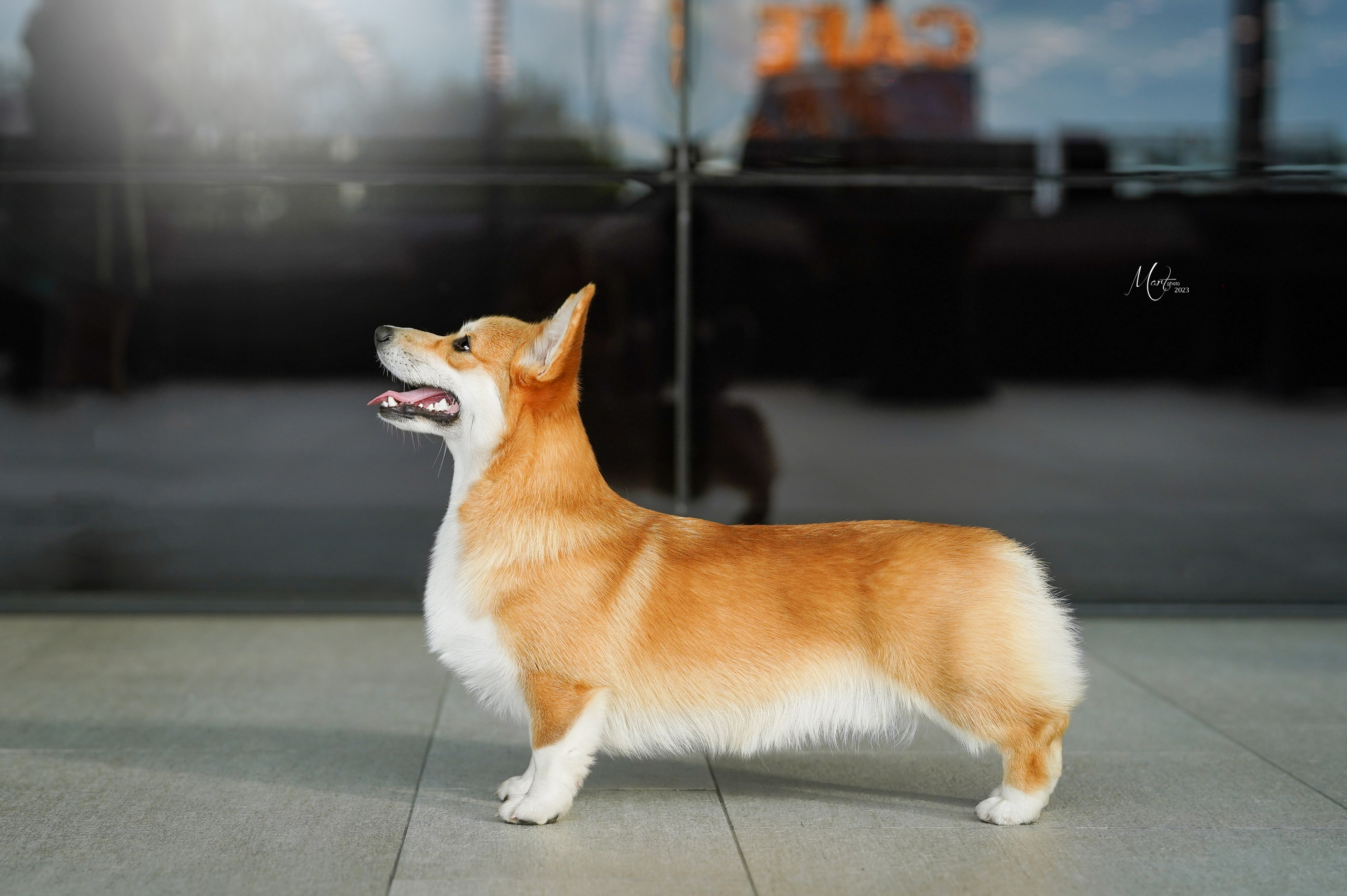 Выставки 2023. Фотограф-анималист в Санкт-Петербурге Яна Мартынова