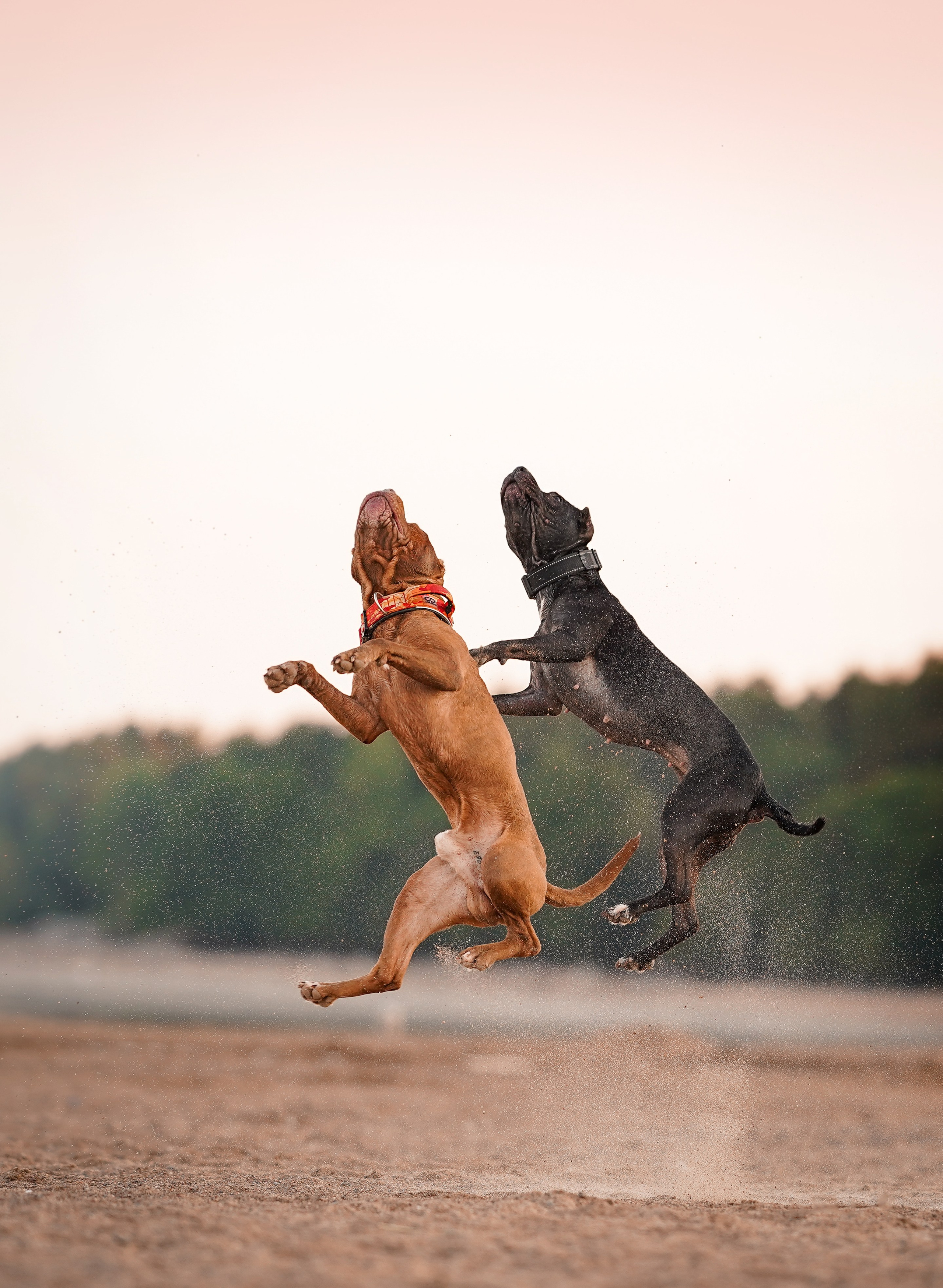 Татьяна Изи и Джем. Фотограф-анималист в Санкт-Петербурге Яна Мартынова