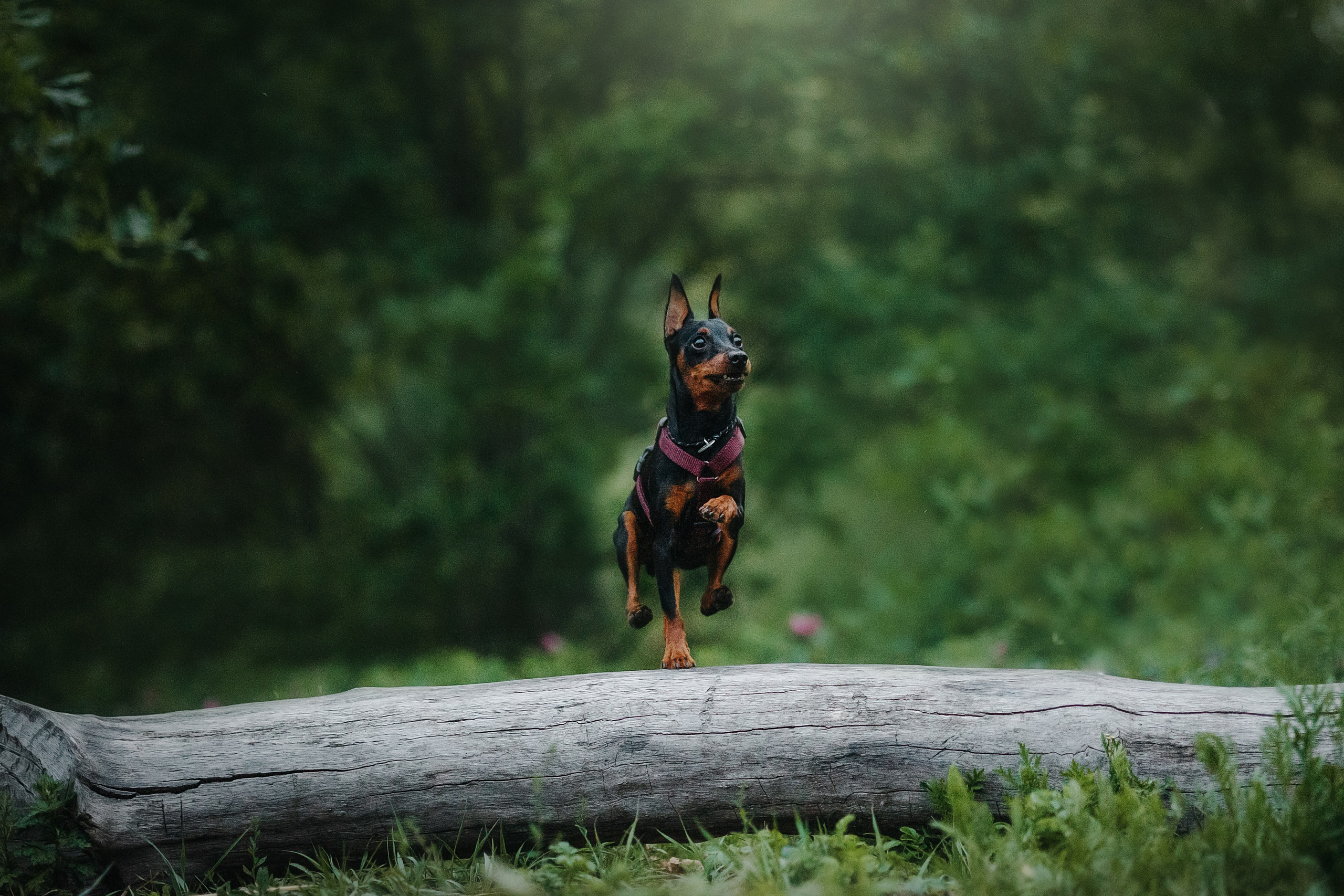 Сириус и его семья. Фотограф — Анималист | Санкт-Петербург