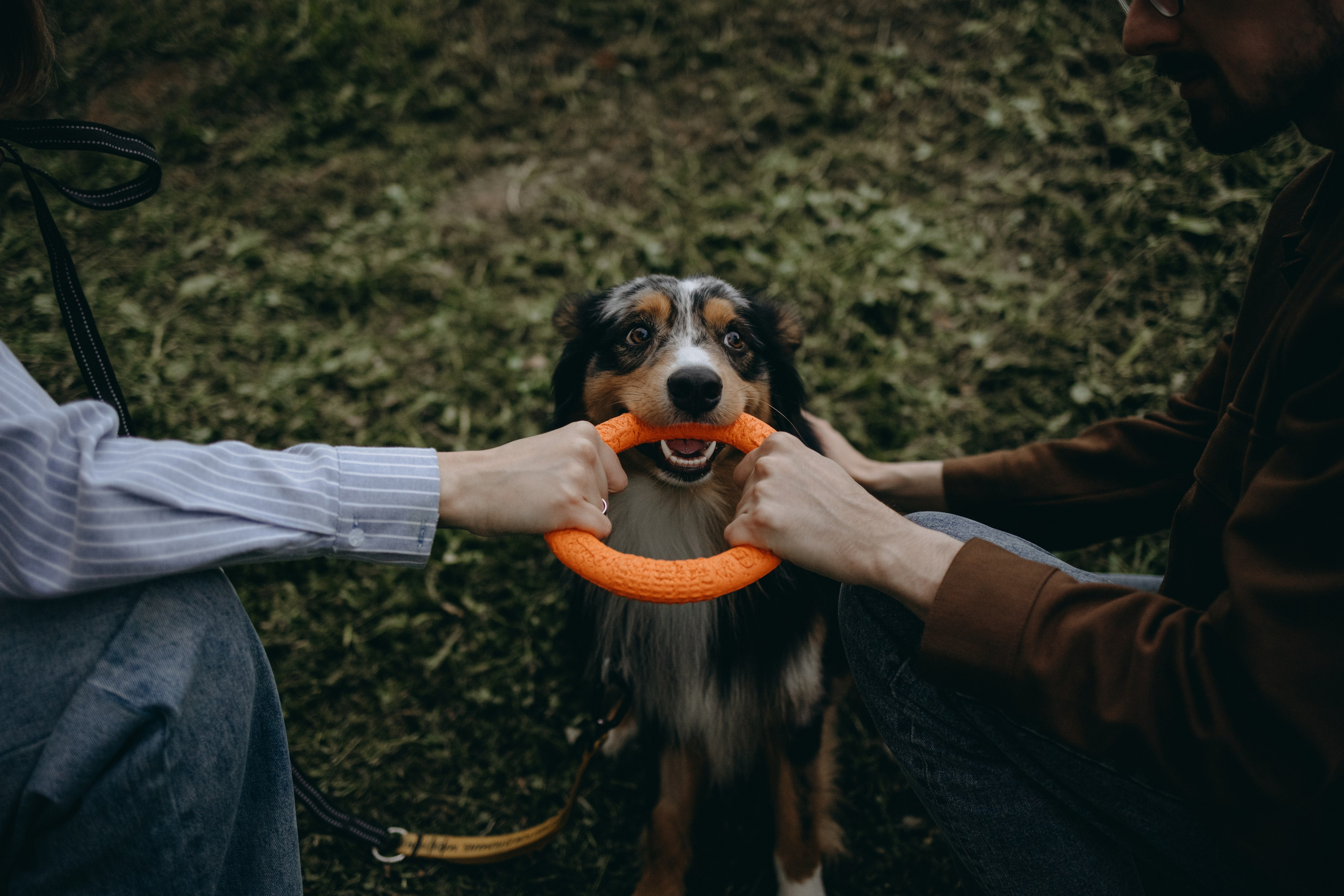 Настя, Никита и их Гром и Мяу. Фотограф — Анималист | Санкт-Петербург