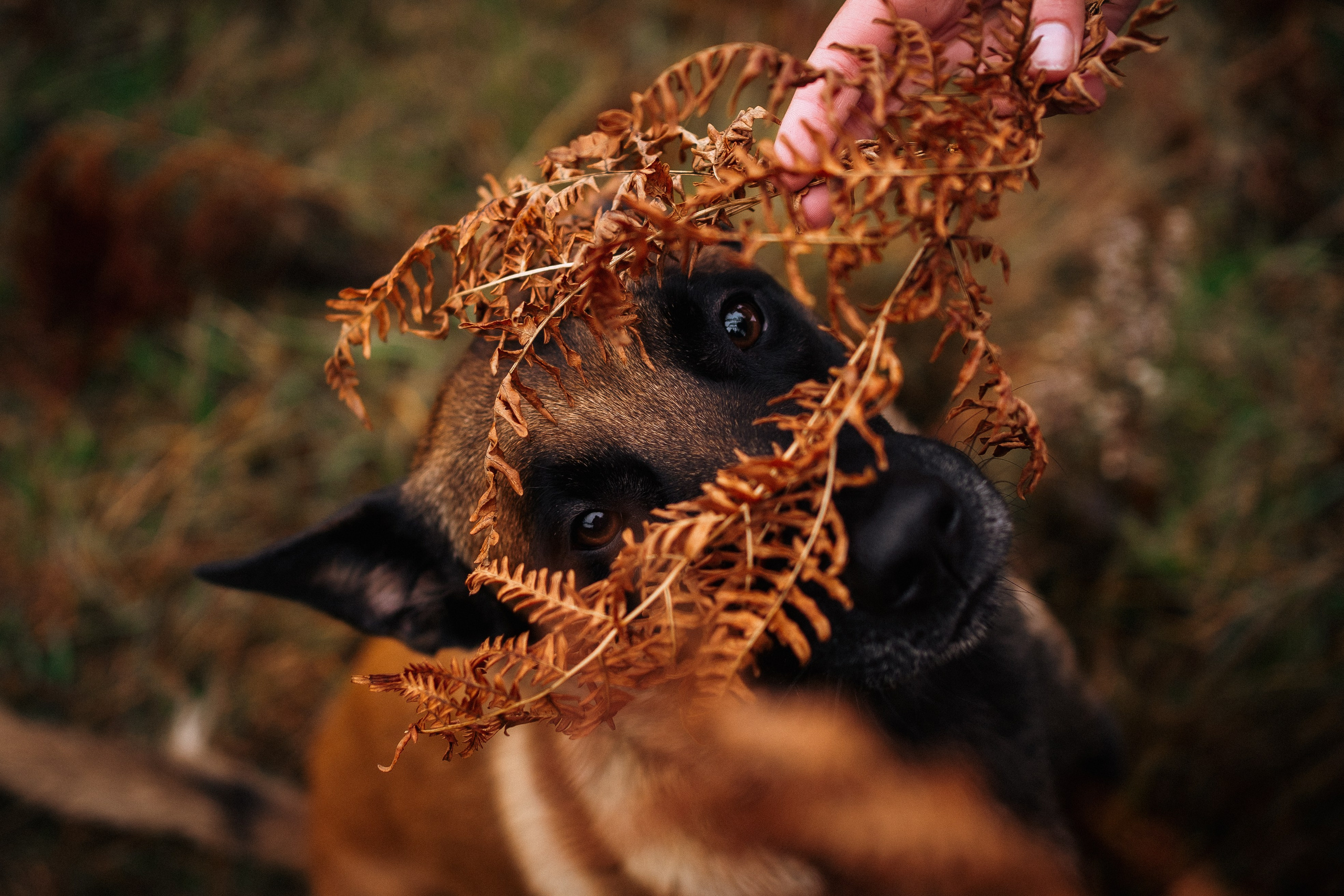 Вика и Хельс. Фотограф-анималист Анастасия Большакова