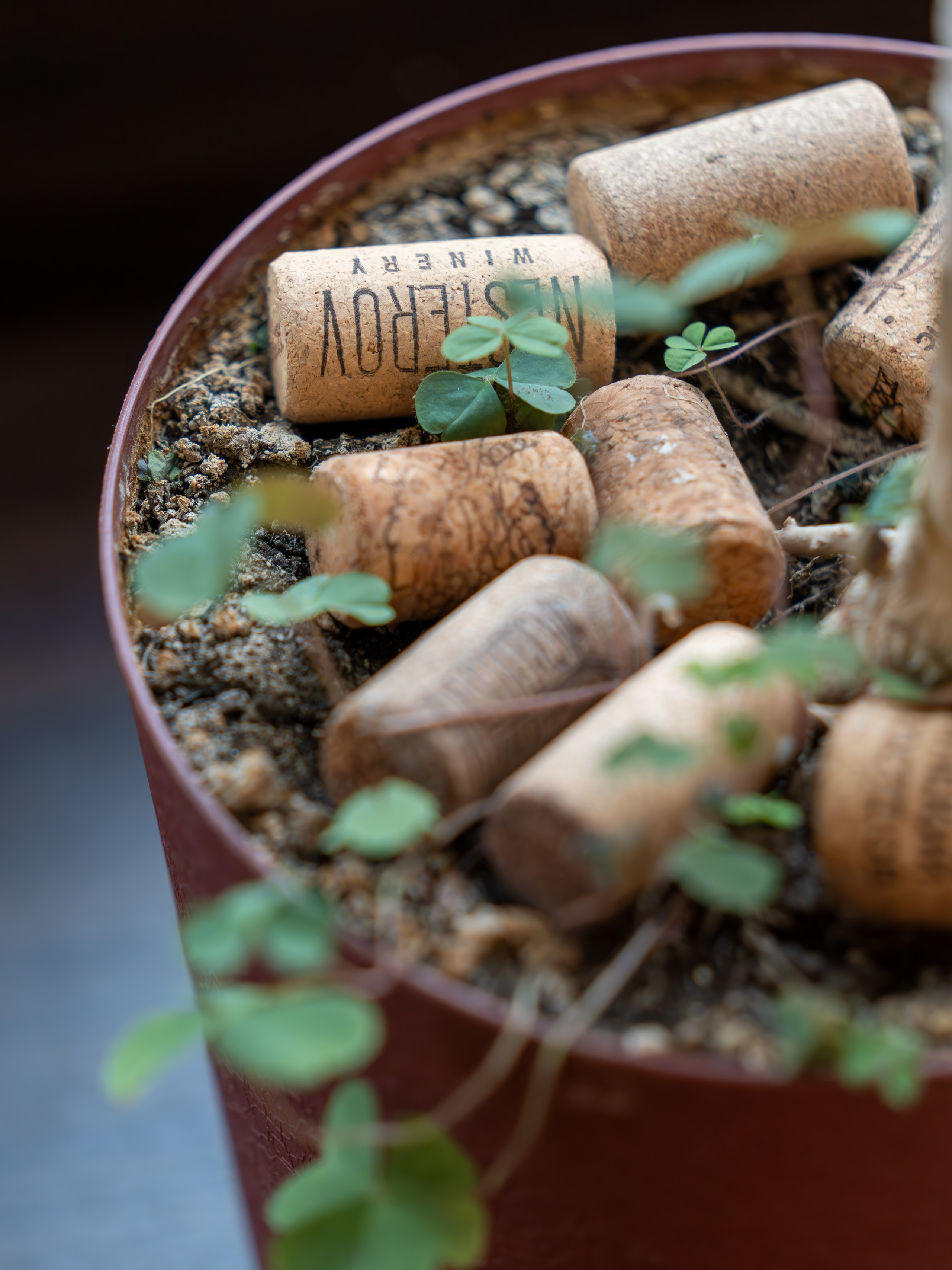 Литературная мастерская с Ольгой Шутовой в «Винотеррии». Репортажный фотограф в Красной Поляне и Сочи Павлюченко Екатерина