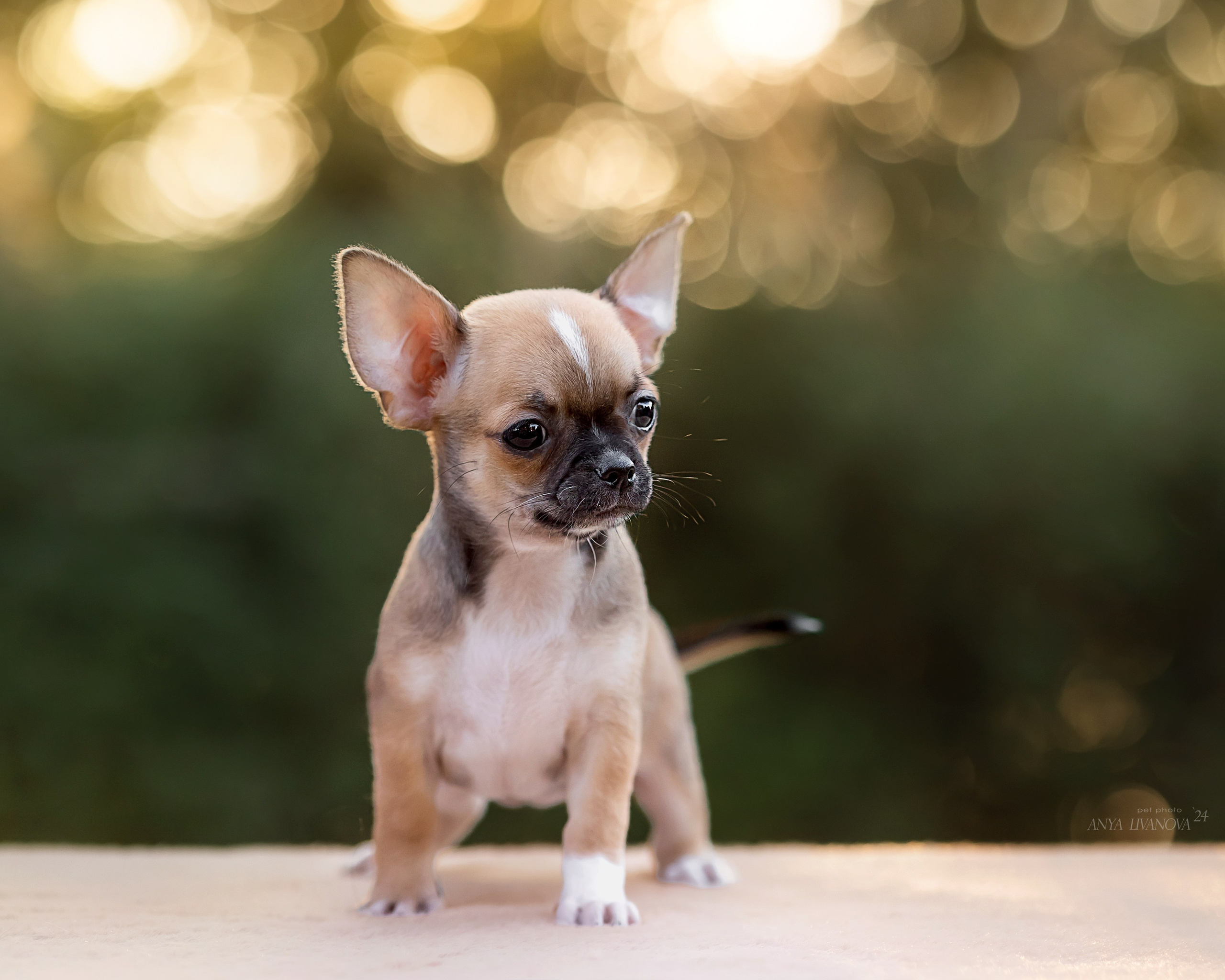 Чихуахуа. Фотограф анималист Аня Ливанова | Рыбинск