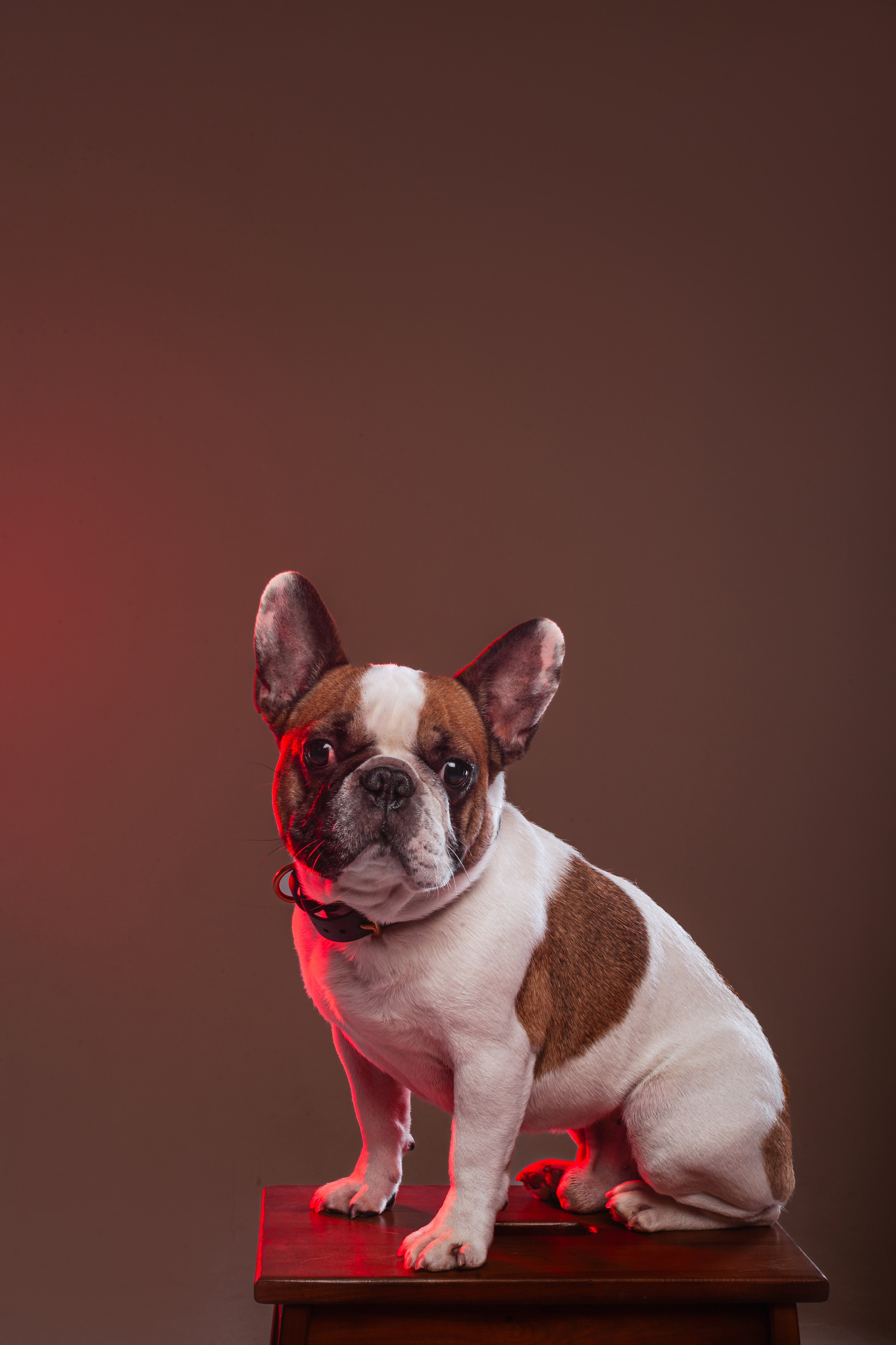 Студийная фотосессия с цветным светом. Фотограф-анималист Татьяна Степанова