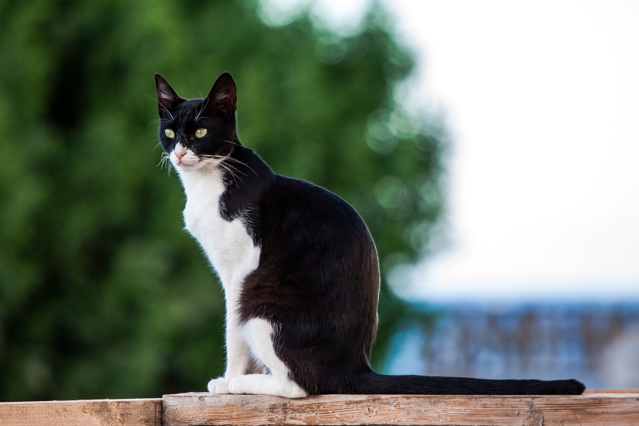 Рубрика Котиков. Дария Галямова — фотограф: открытый, творческий, коммерческий