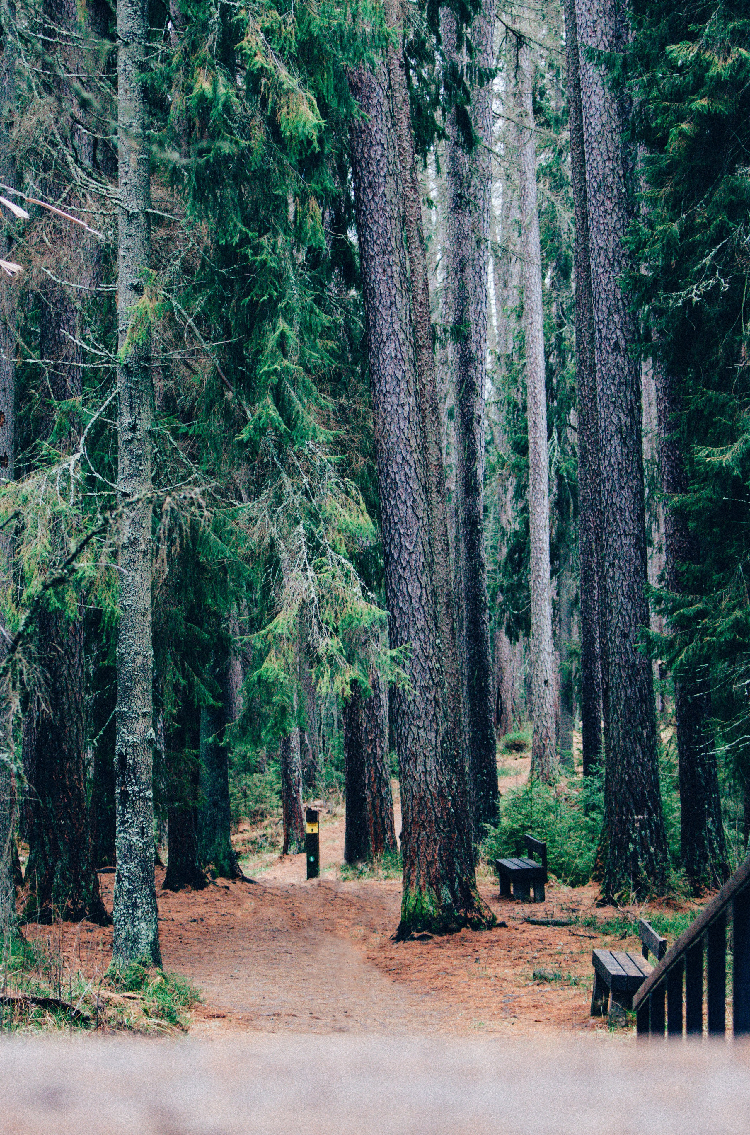 Ноябрь Роща. ДарияГалямова — фотограф: открытый, творческий, коммерческий
