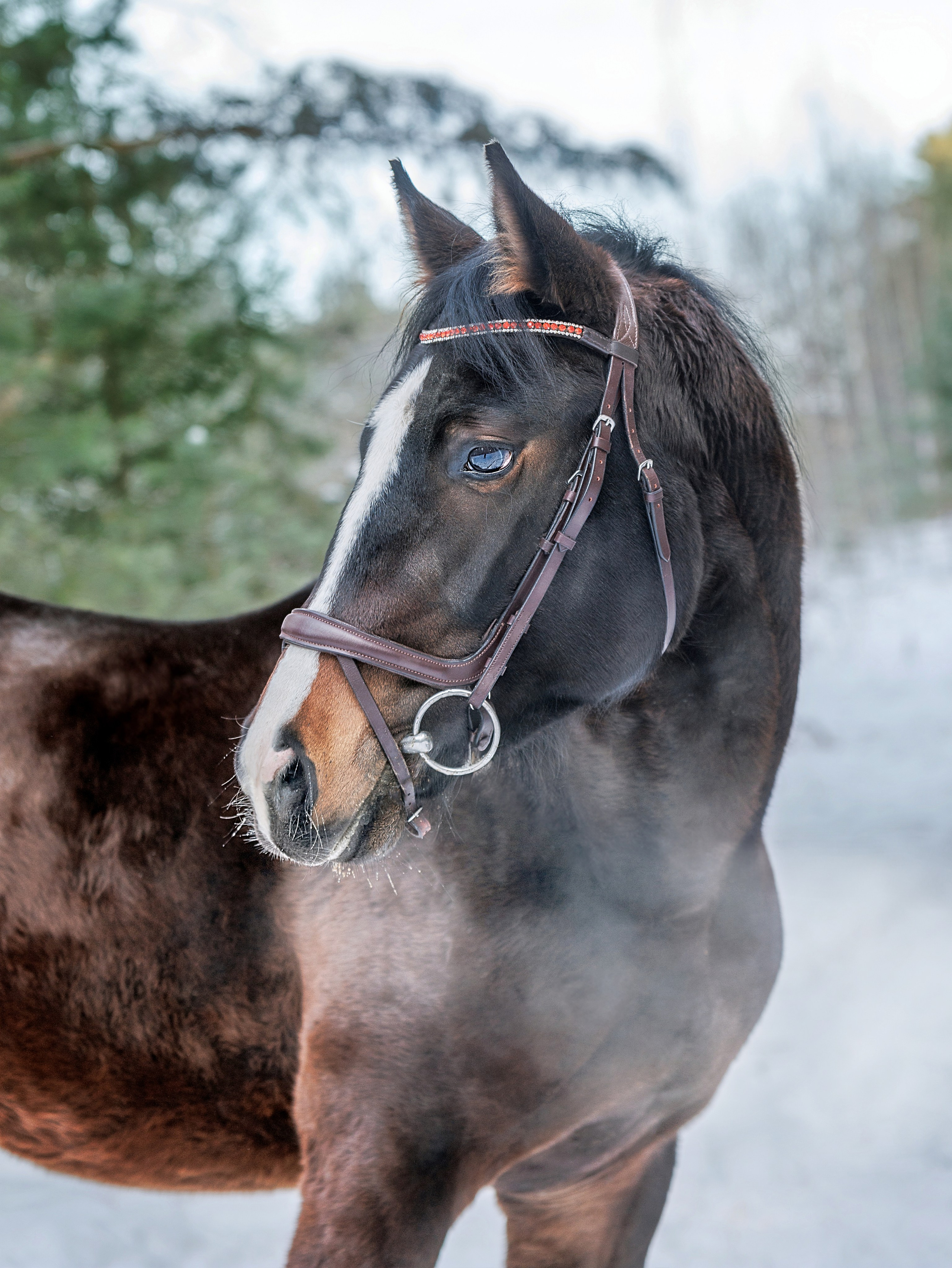 СЪЕМКА ЛОШАДЕЙ. Конный фотограф в Красноярске — Любовь Похабова
