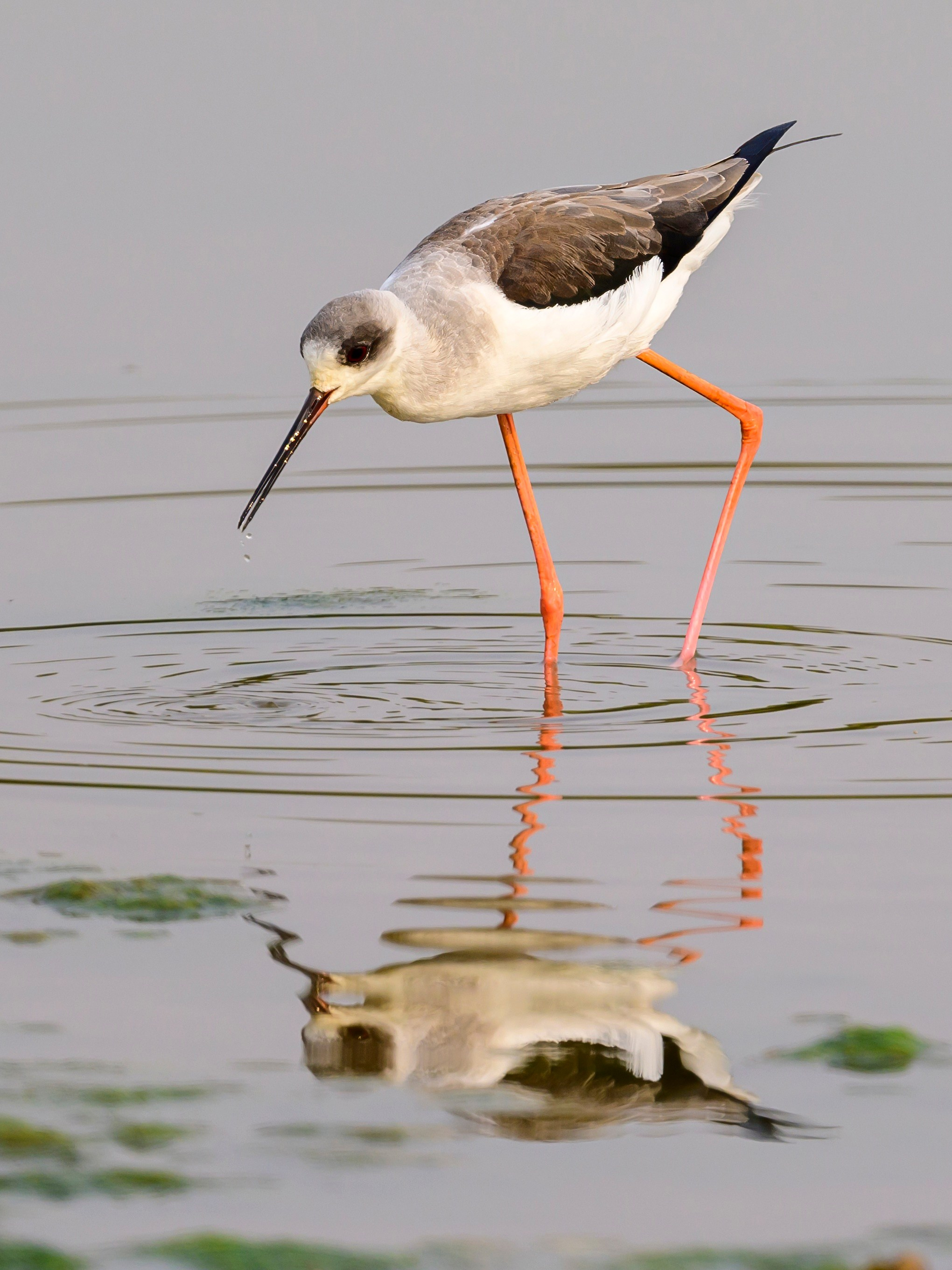 Раджастан, Индия. Wildlife photography by Sergey Puponin