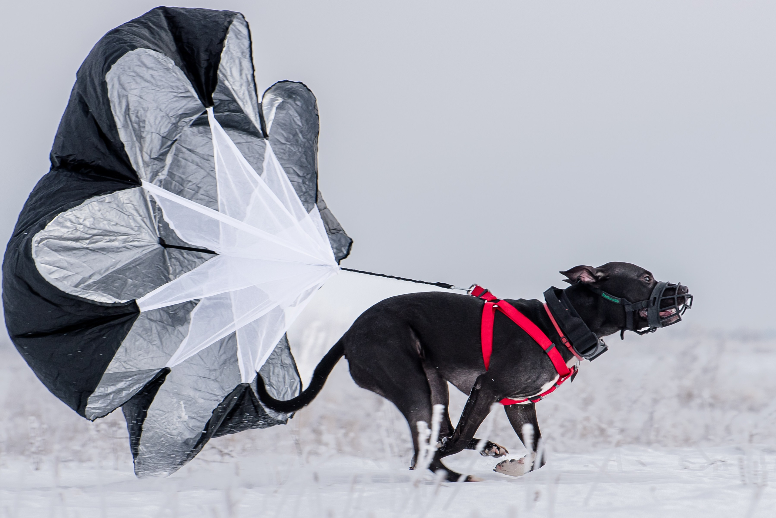 Бега за механической приманкой (Курсинг). Фотограф Макс Огурцов в Нижнем Новгороде