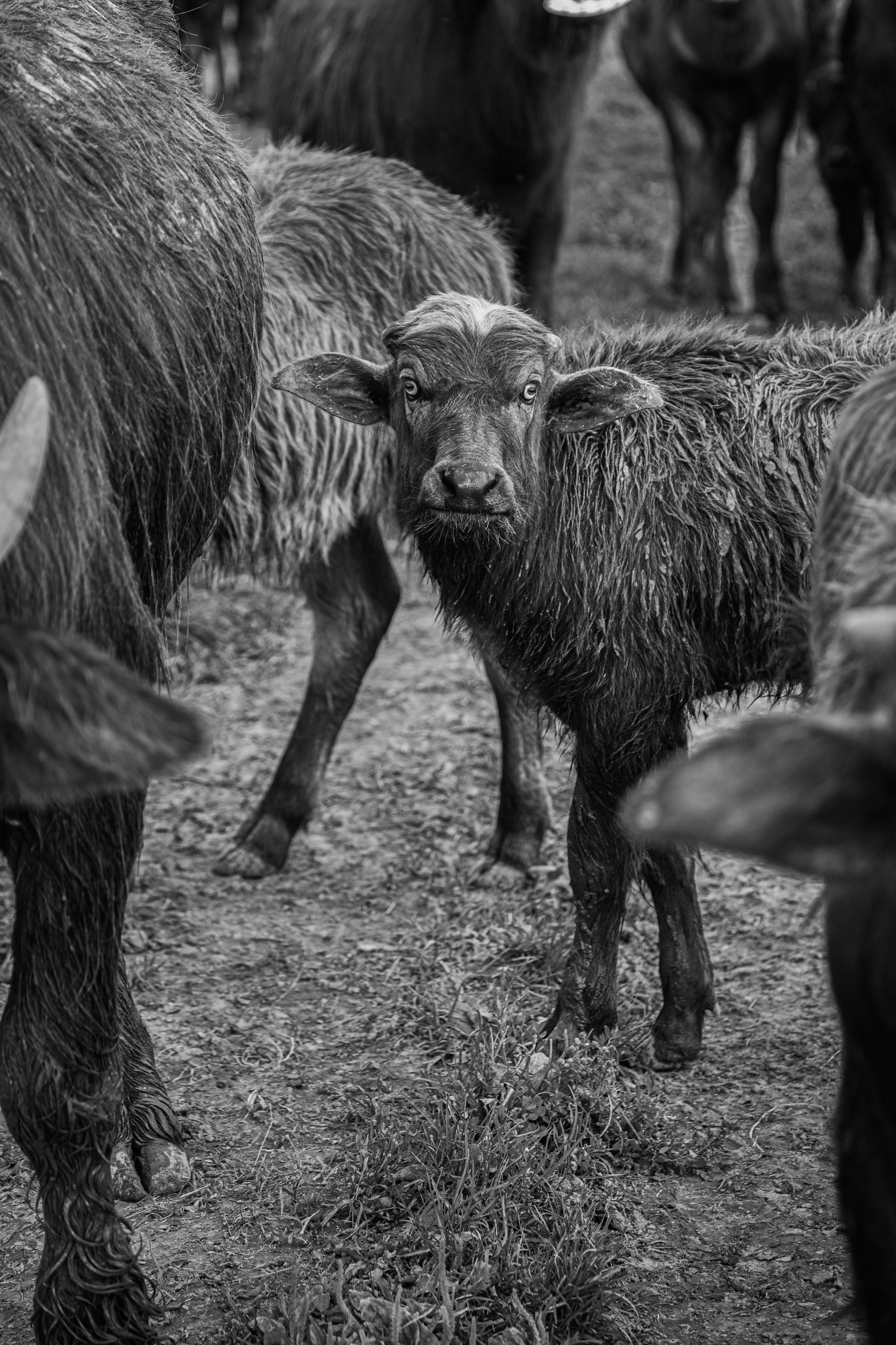 Элла Ферма. Юлия Космо — фуд-фотограф, предметный стилист, Москва