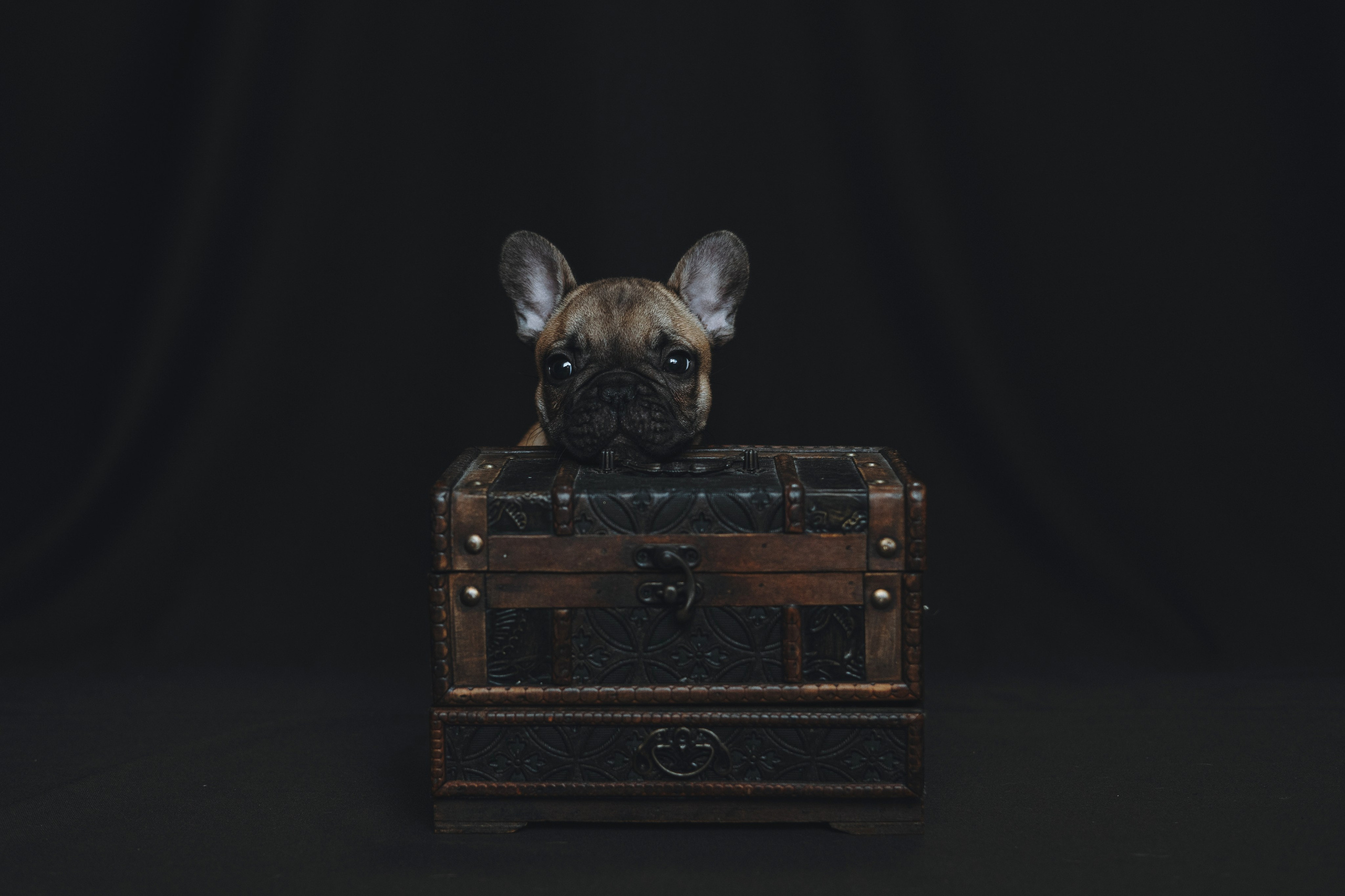 Щеночки. Фотограф — анималист Владивосток, Алина