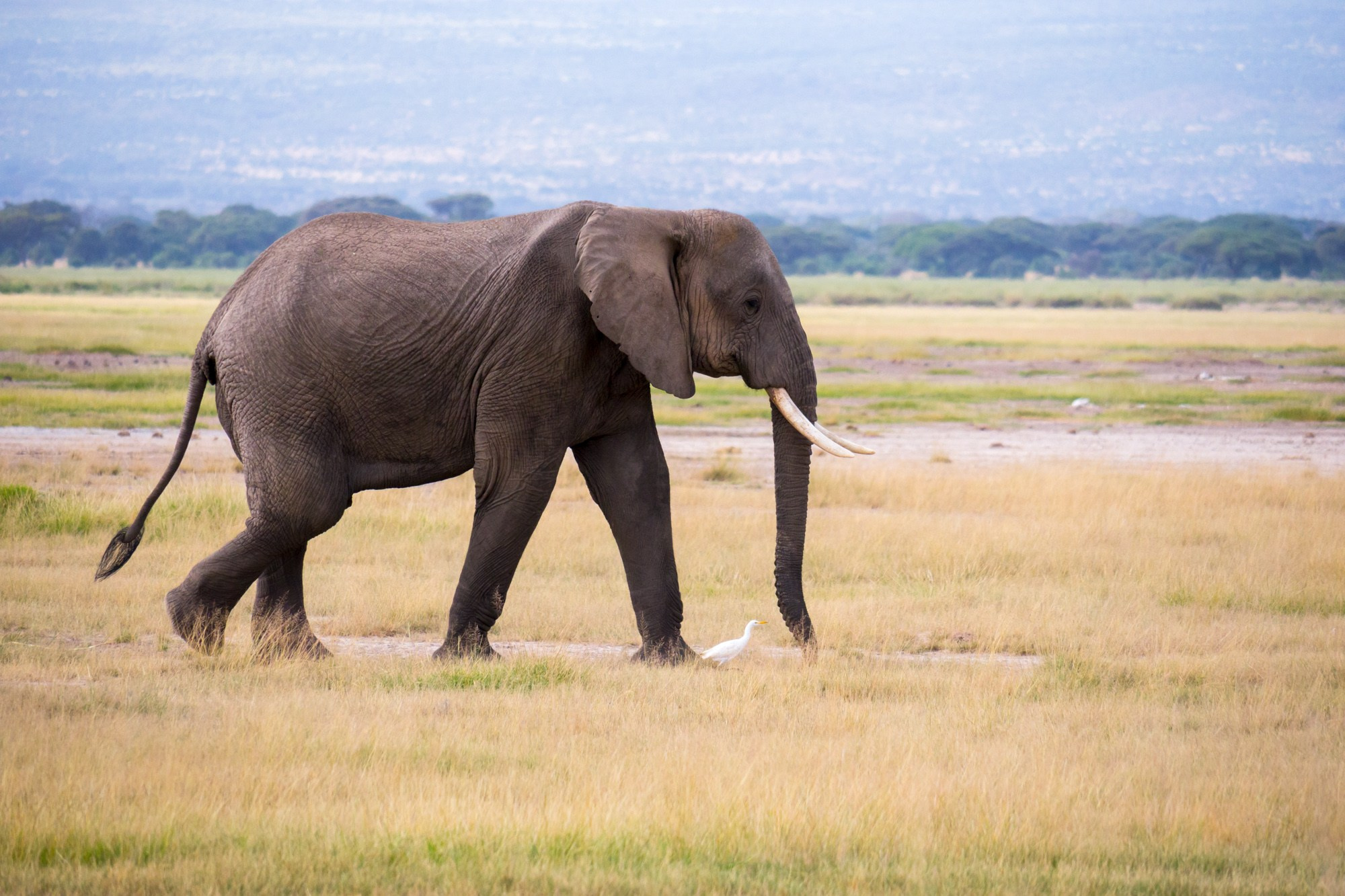 Африка. Кения. Фотосъёмка животных в африканской саванне. Фотограф Алексей Скоробогатько