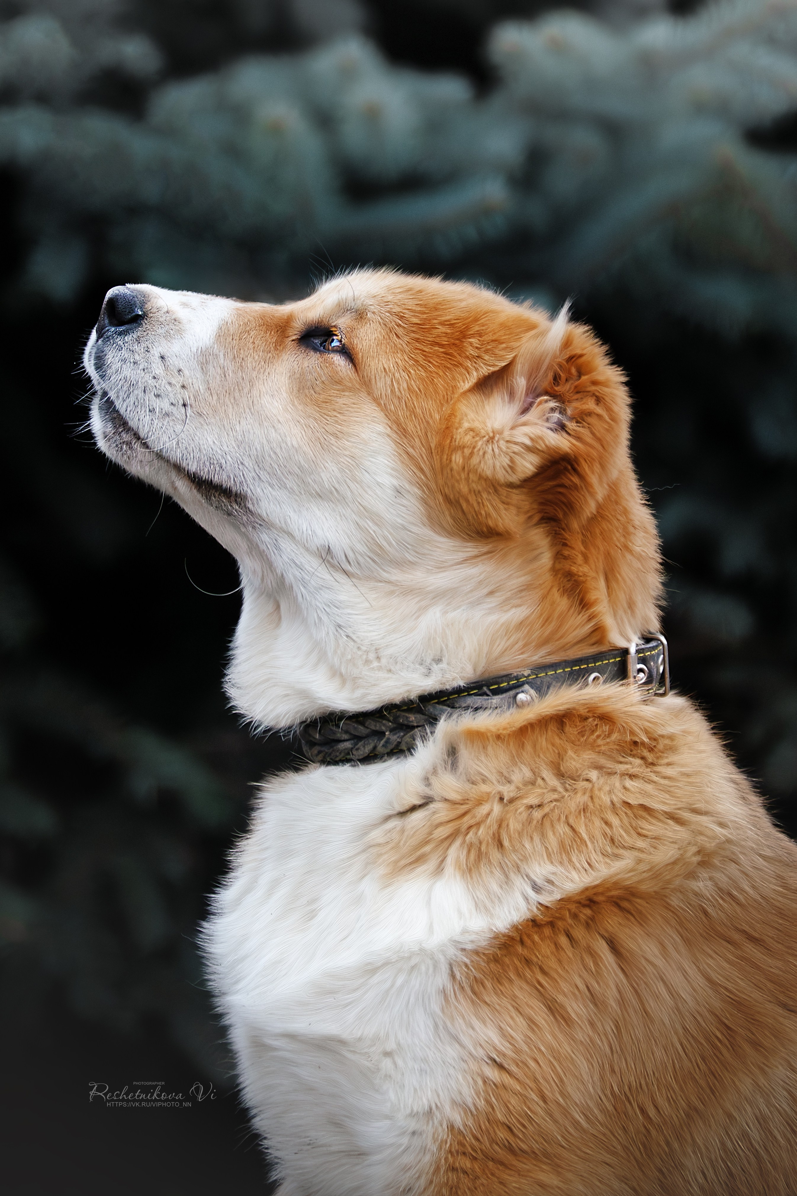 Собаки. Фотограф-анималист Нижний Новгород