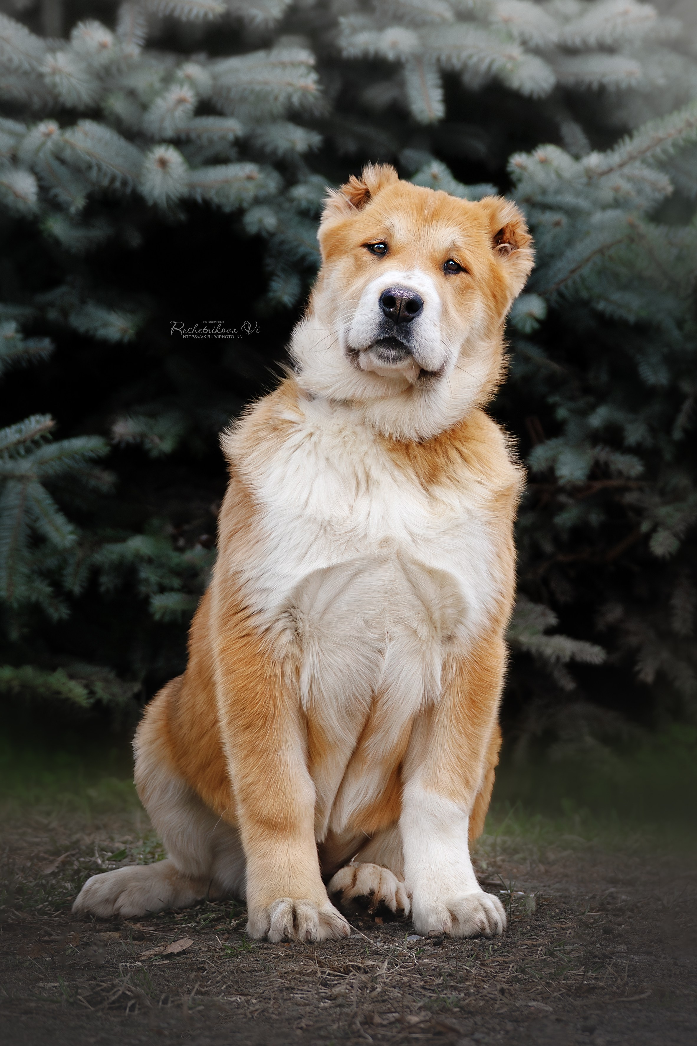 Собаки. Фотограф-анималист Нижний Новгород
