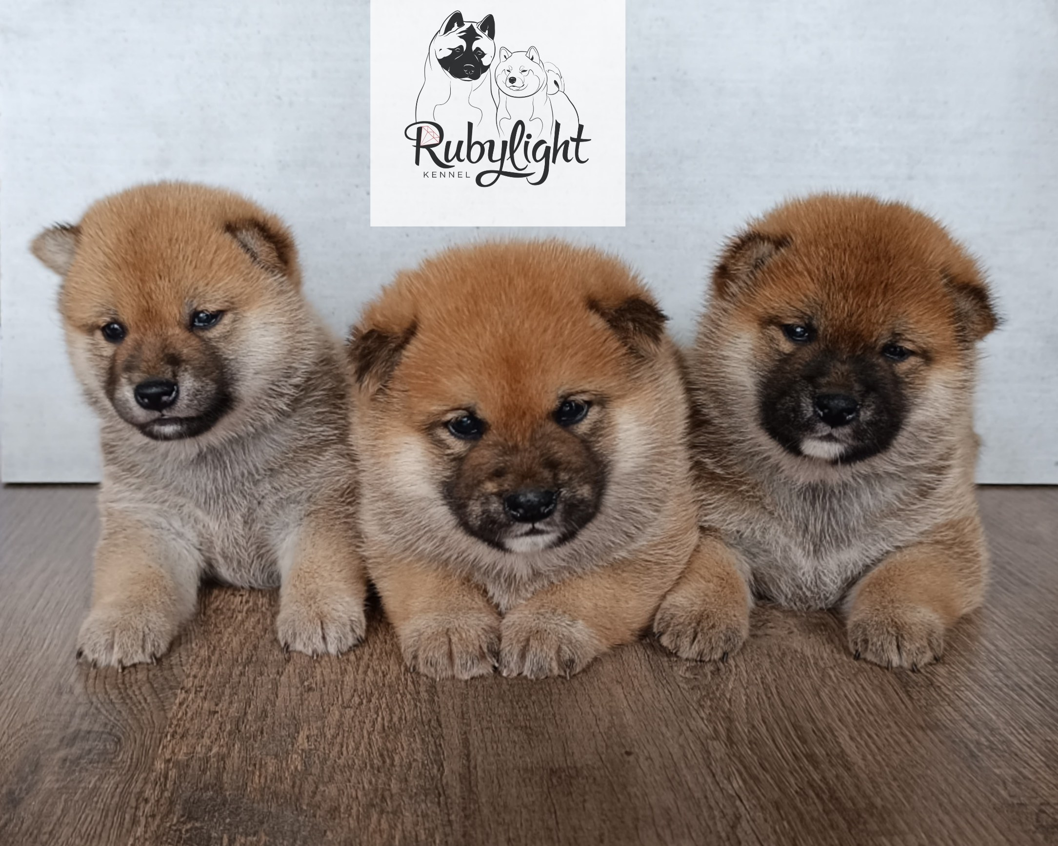 Сиба Помёт Е питомник Рубилайт