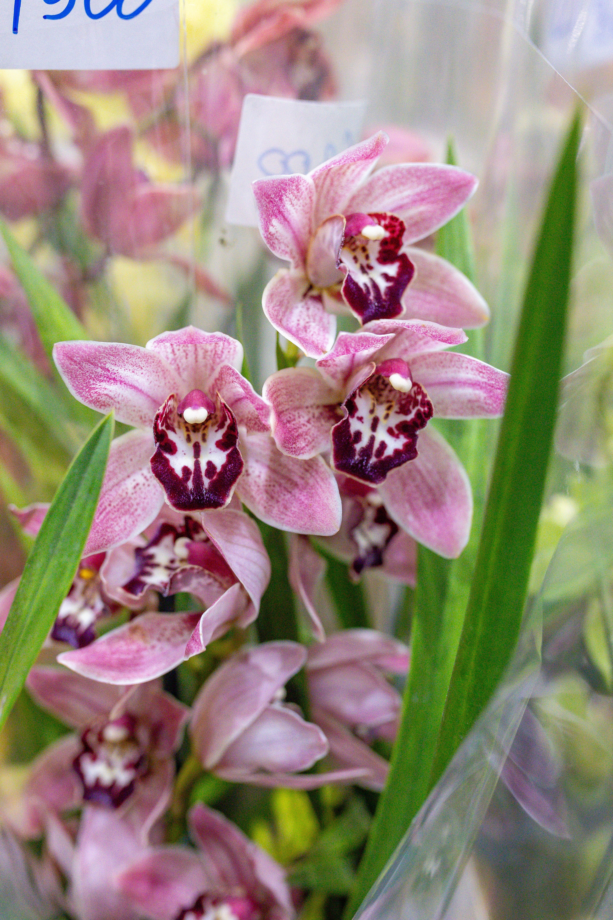 Орхидиум 12.2025. Александра Куликова фотограф, Москва