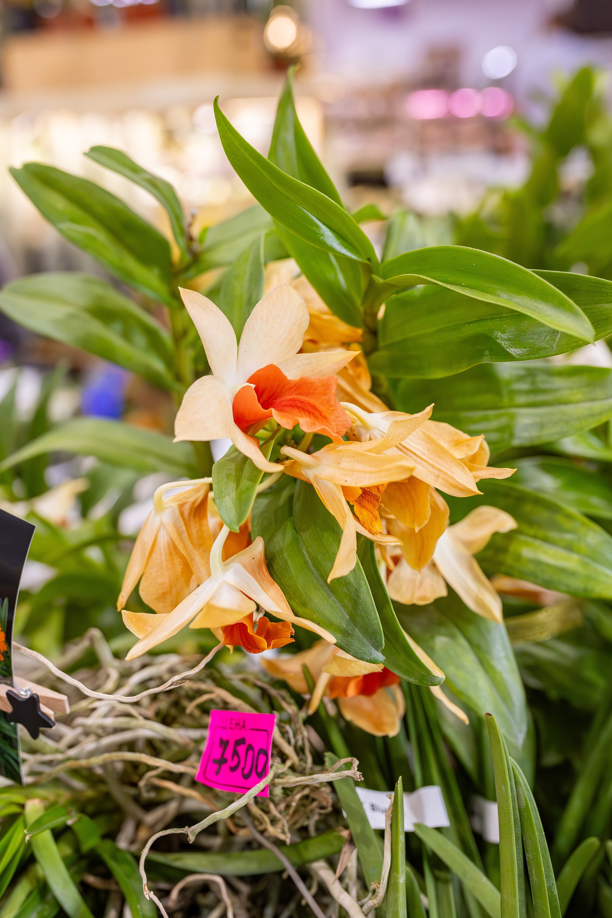 Орхидиум сентябрь 2025. Александра Куликова фотограф, Москва