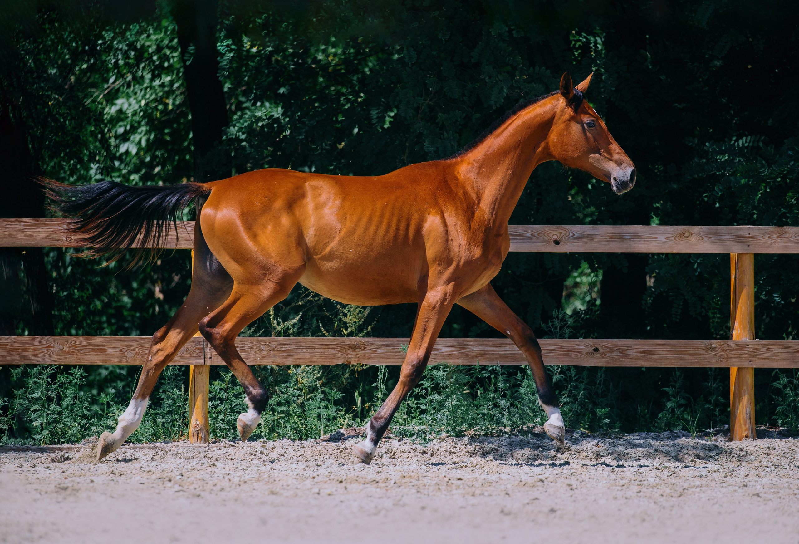 В движении. Фотограф-анималист Ксендзова Кристина