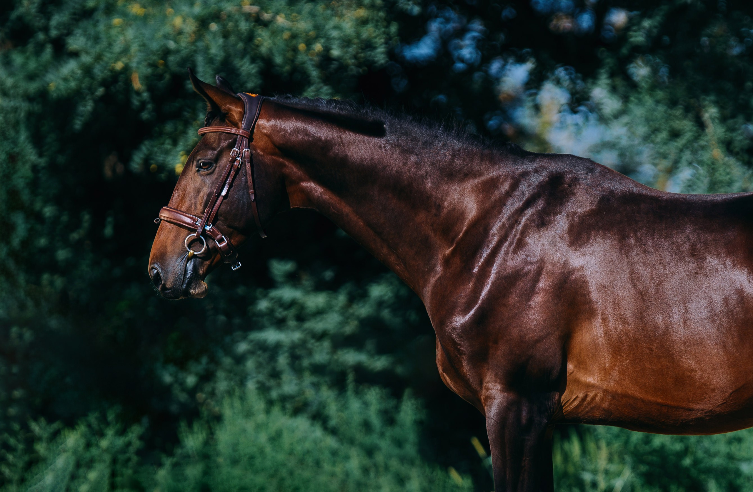 На природе. Фотограф-анималист Ксендзова Кристина