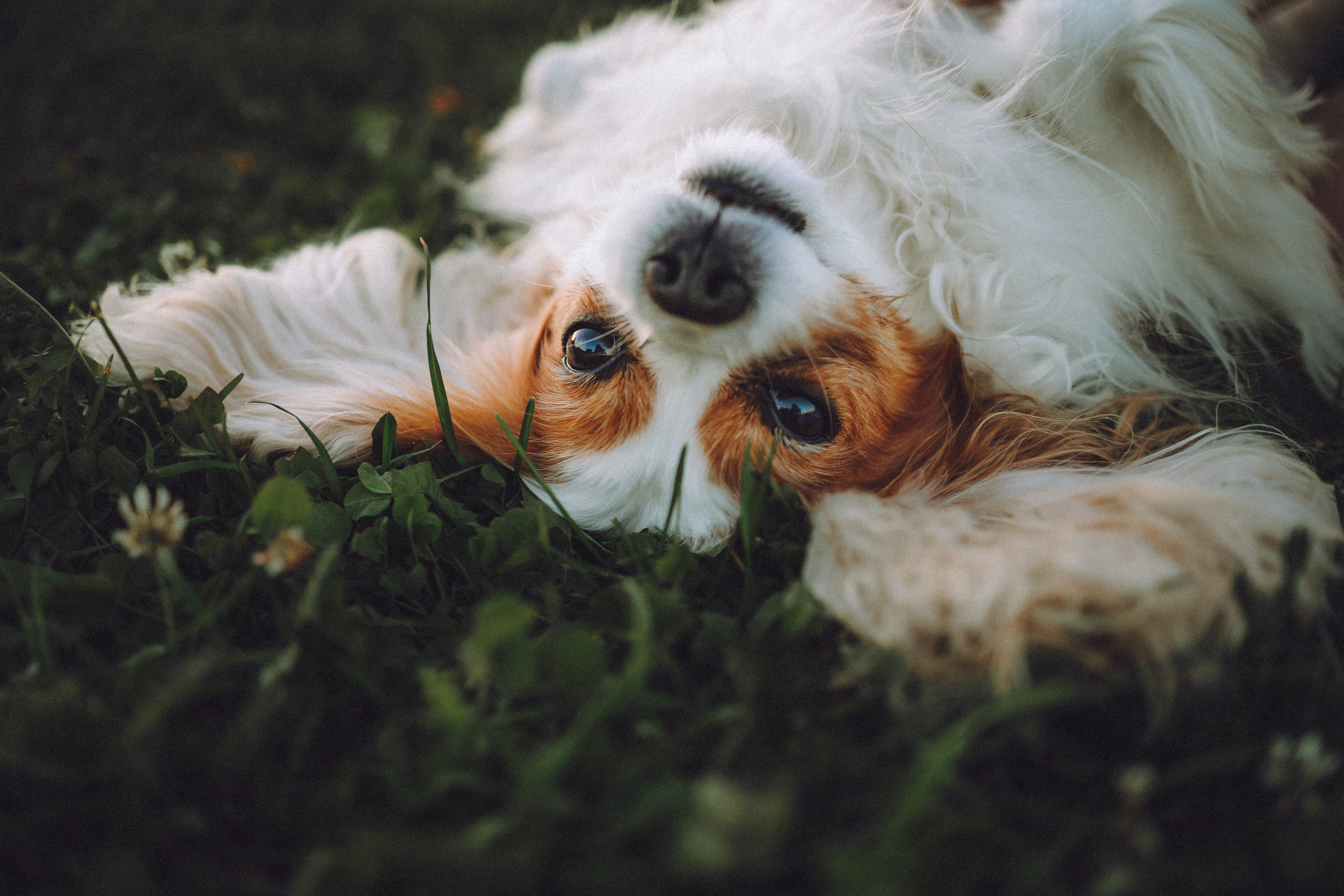 Наташа и Вики