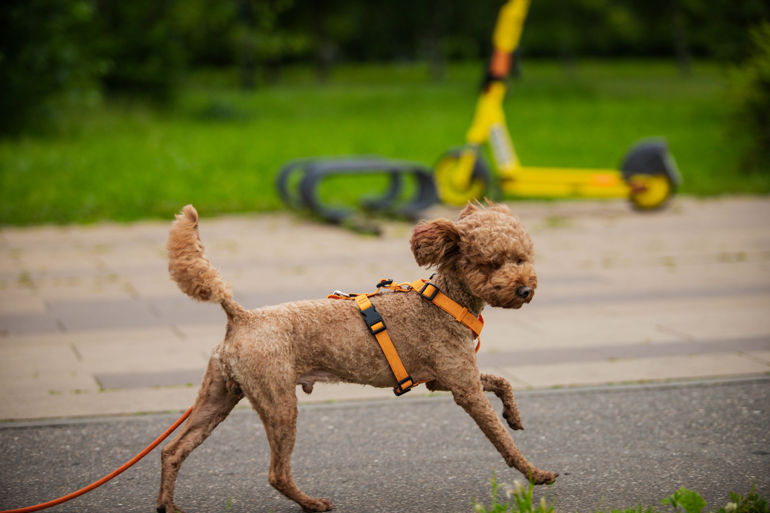 5 вёрст Бутово. Александра Мельниченко/ Бегающий фотограф
