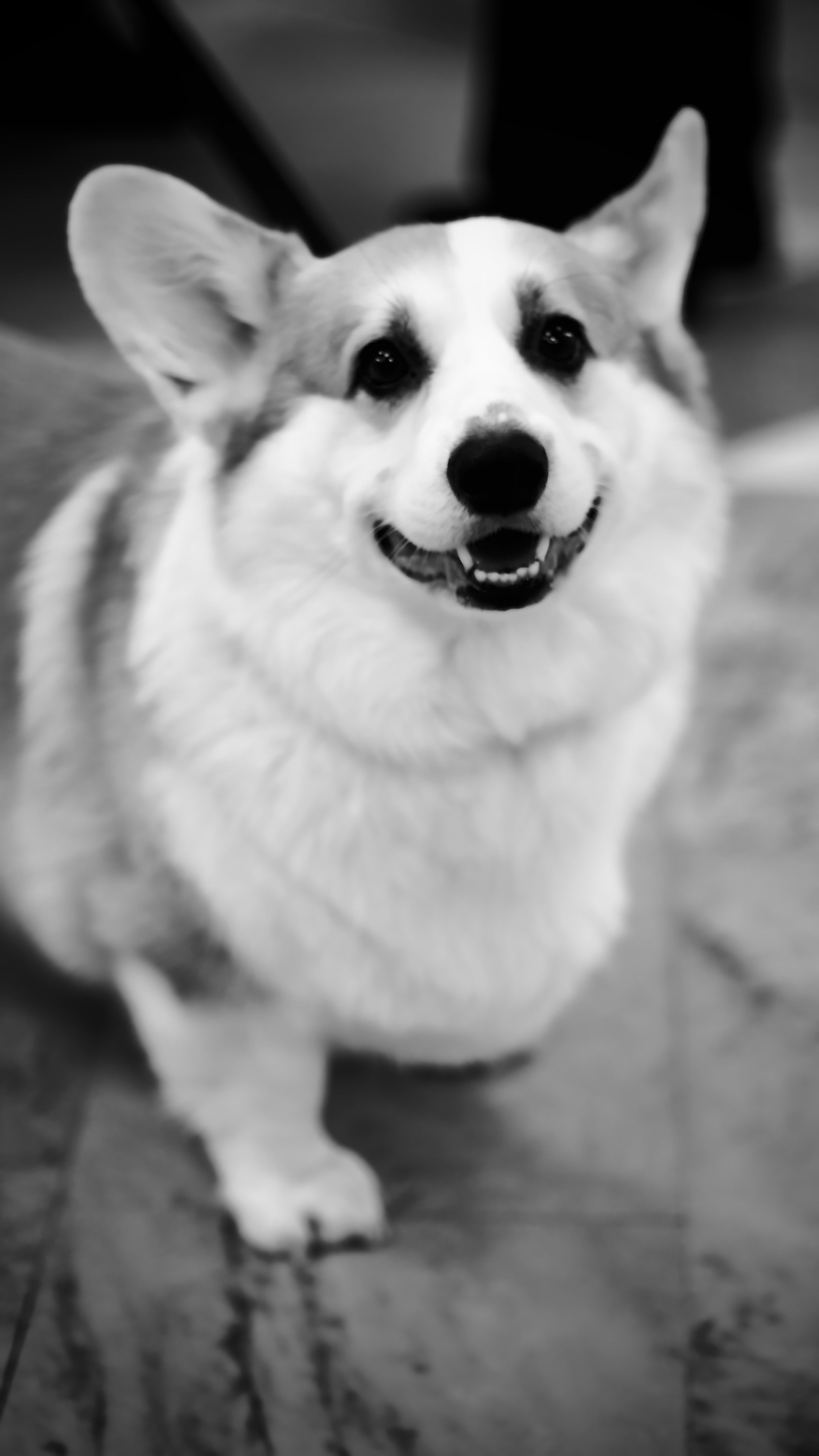 Зверята. Репортажный и семейный фотограф — Шелихов Сергей